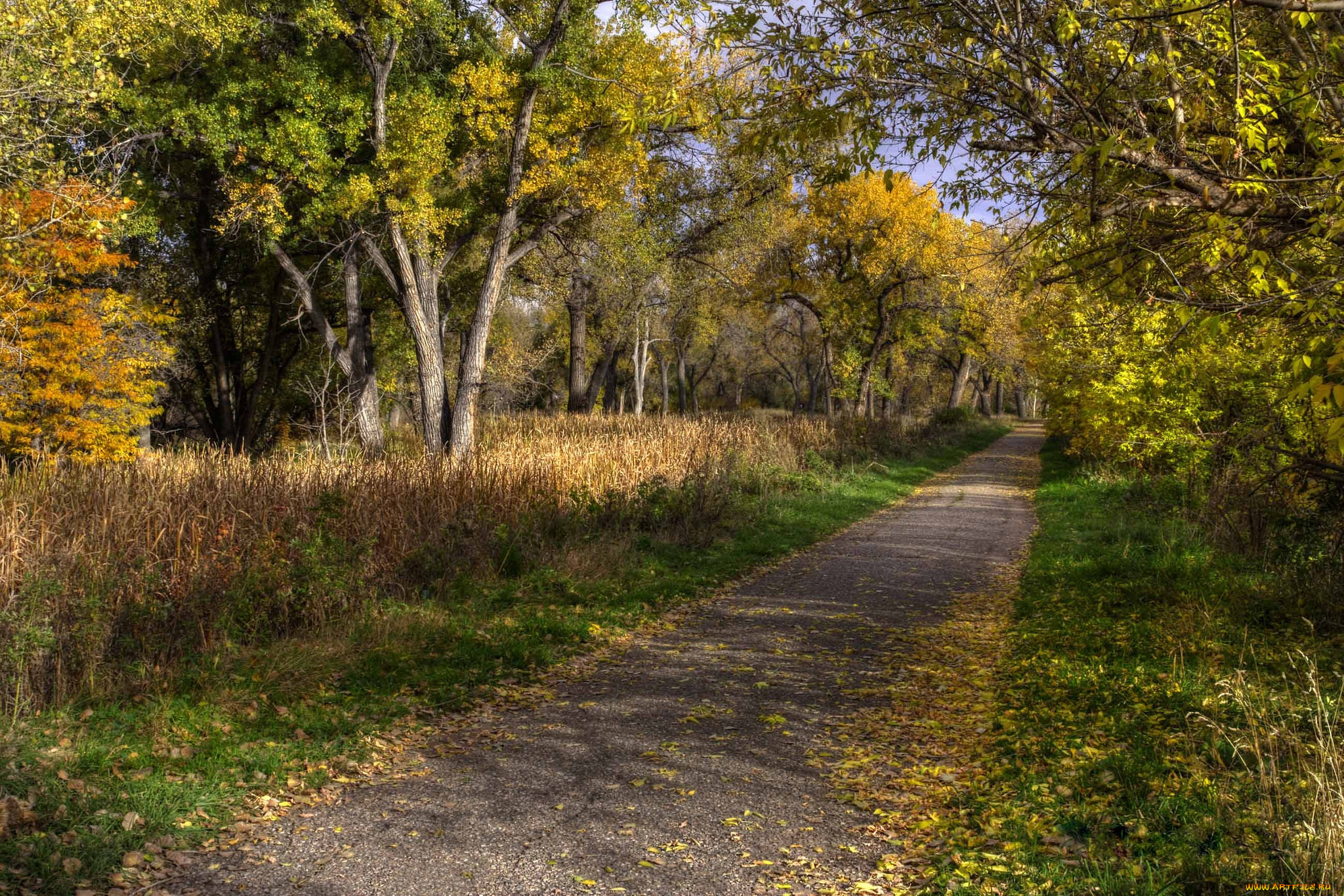 природа, дороги, лес, дорожка, осень