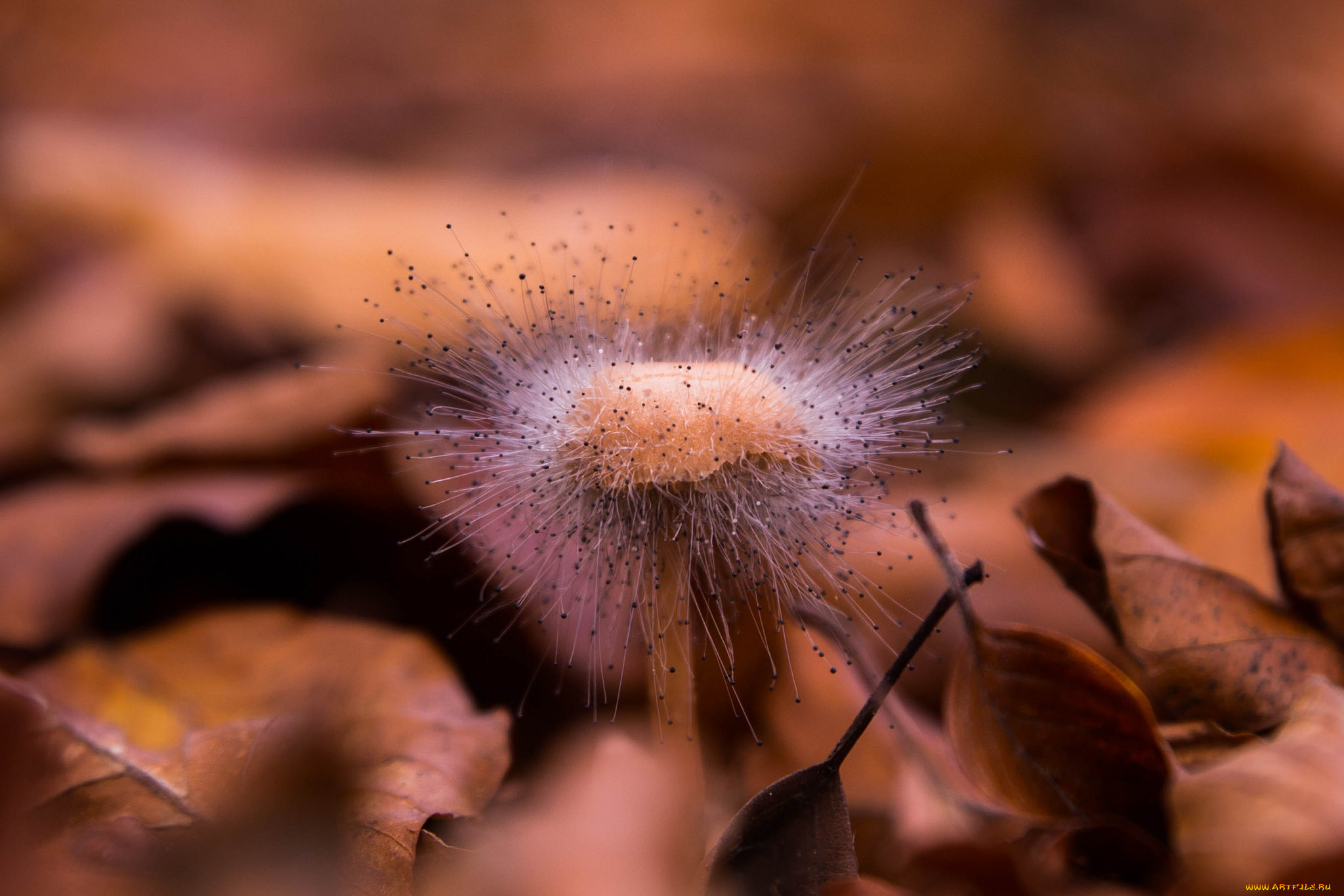 природа, грибы, spinellus, fusiger, гриб, опавшие, листья