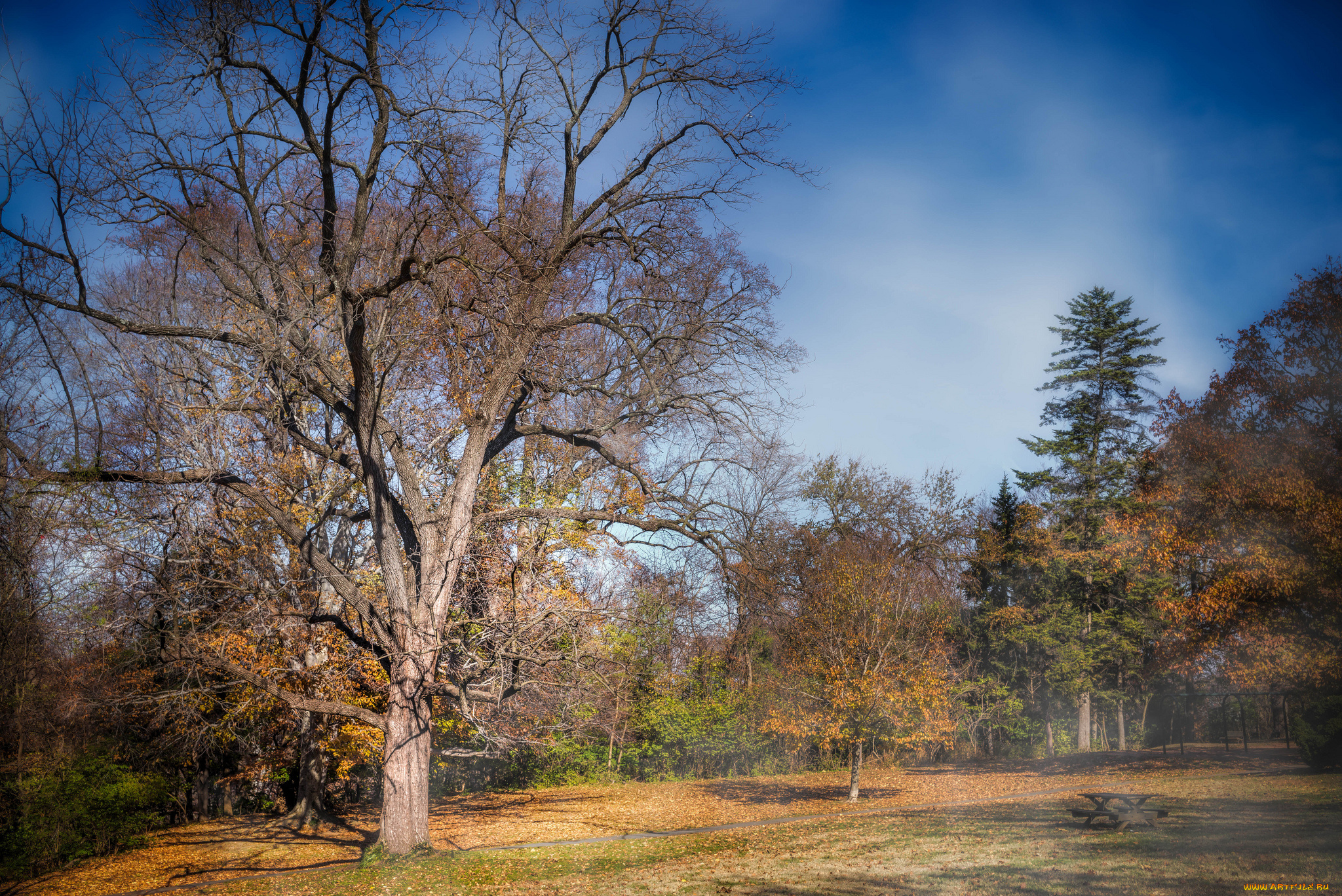 природа, пейзажи, поляна, деревья, осень