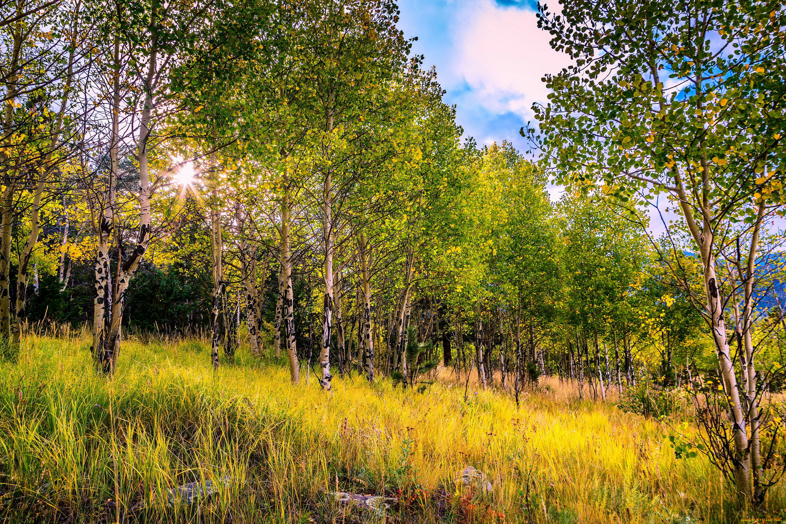 природа, лес, роща, березы, осень, трава