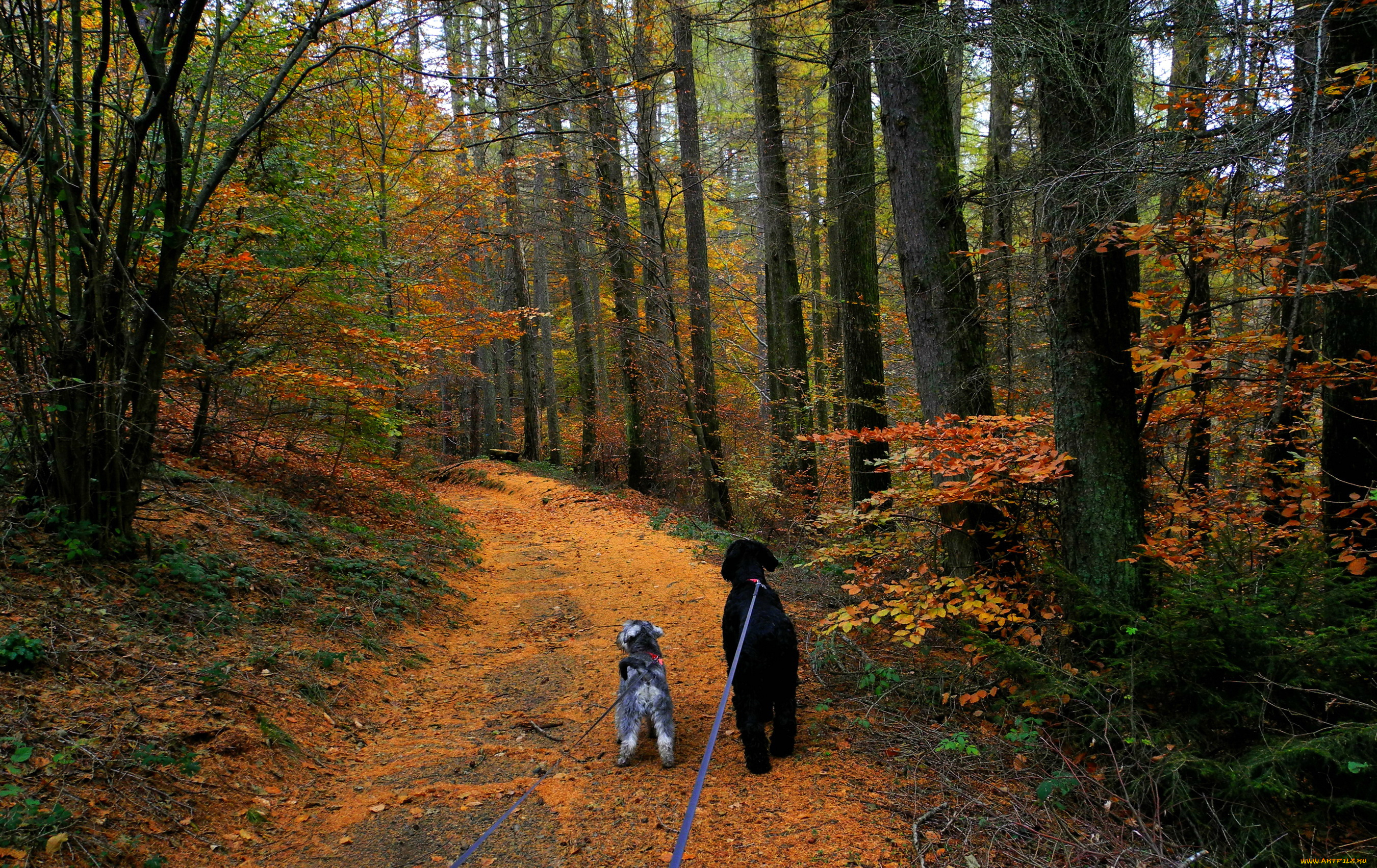 природа, лес, тропа, собаки, осень, деревья