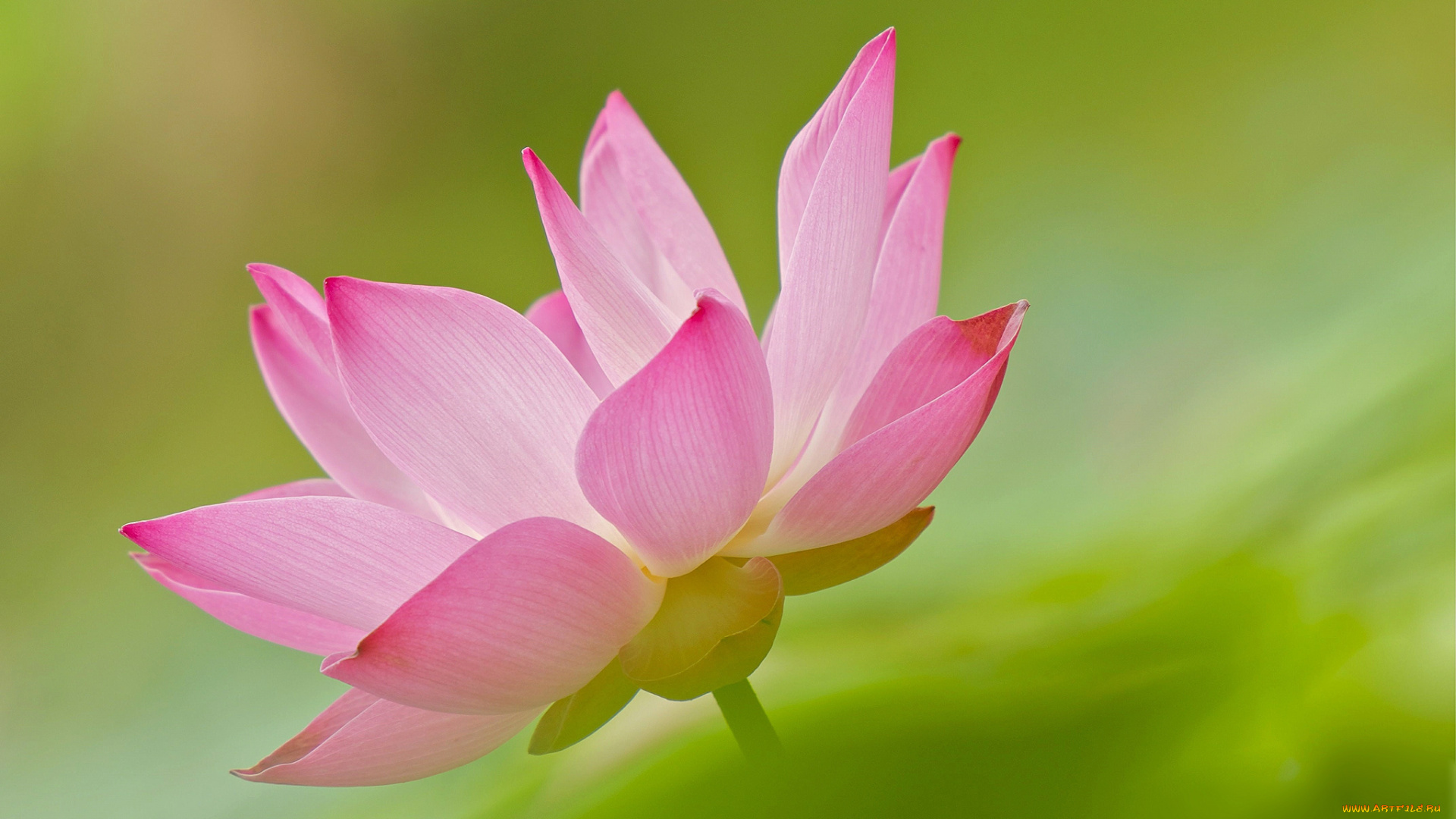 цветы, лотосы, цветок, лотос, лепестки