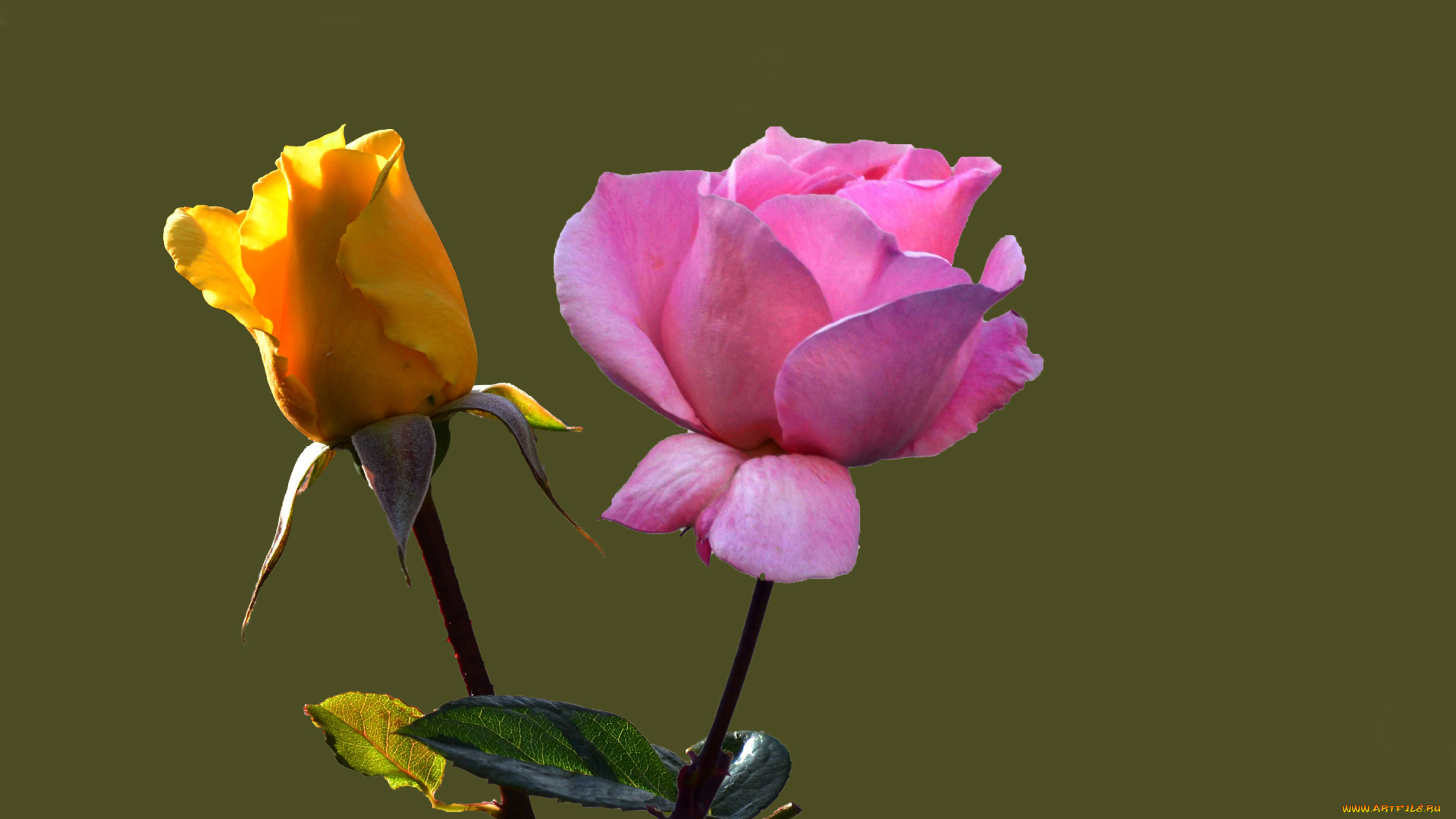 цветы, розы, цепочка, звезды, девушка, sheryl, nome, macross, frontier, цветок, кулон, ободок