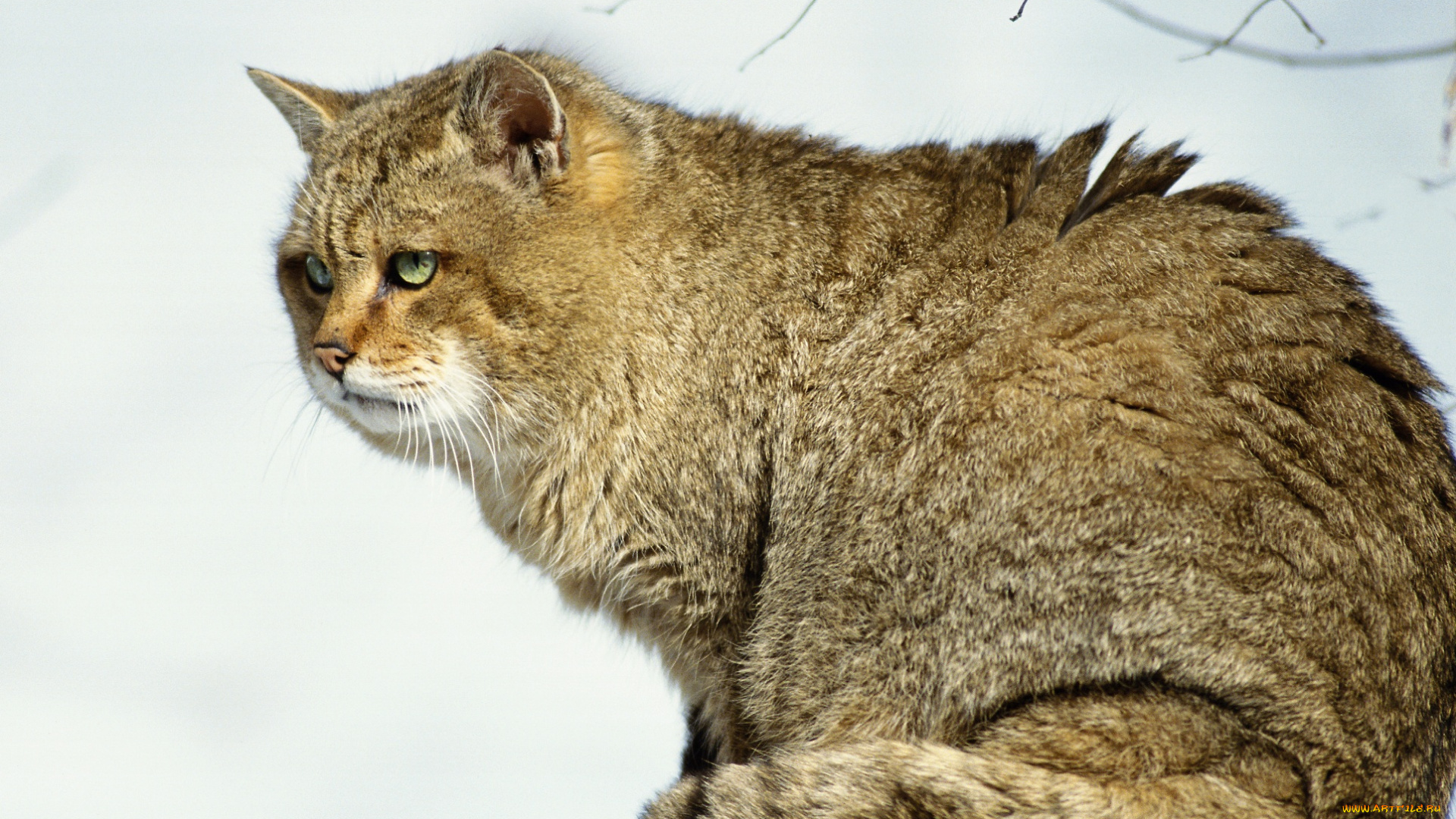 животные, дикие, кошки, ветки, полосатый, кот, серый