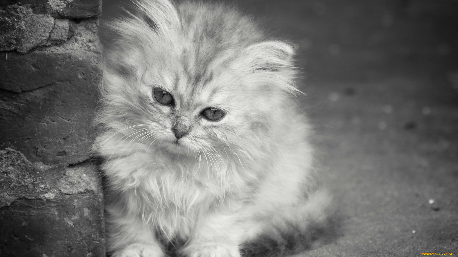 животные, коты, фон, взгляд, котёнок