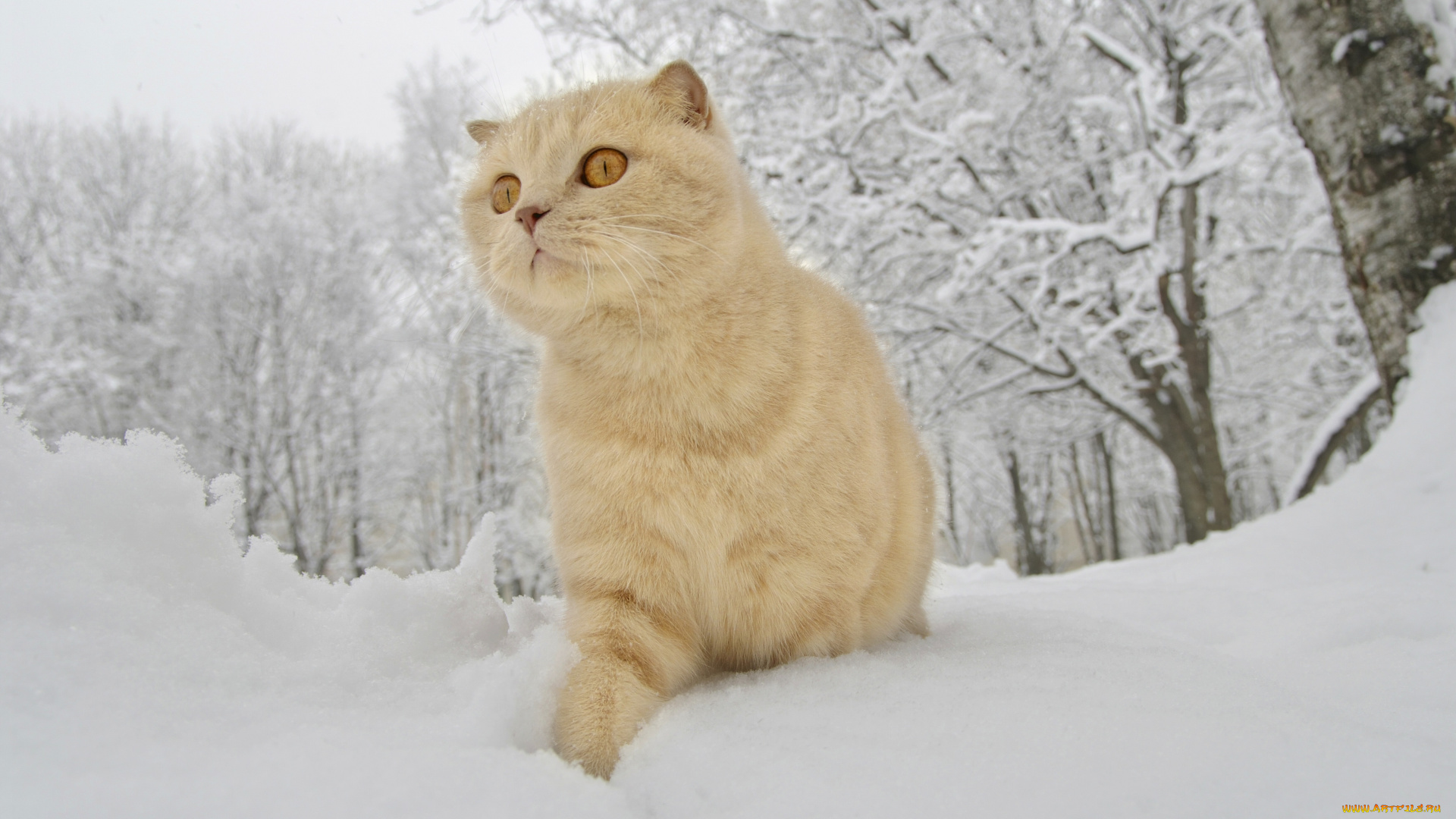 животные, коты, зима, снег, рыжий, кот