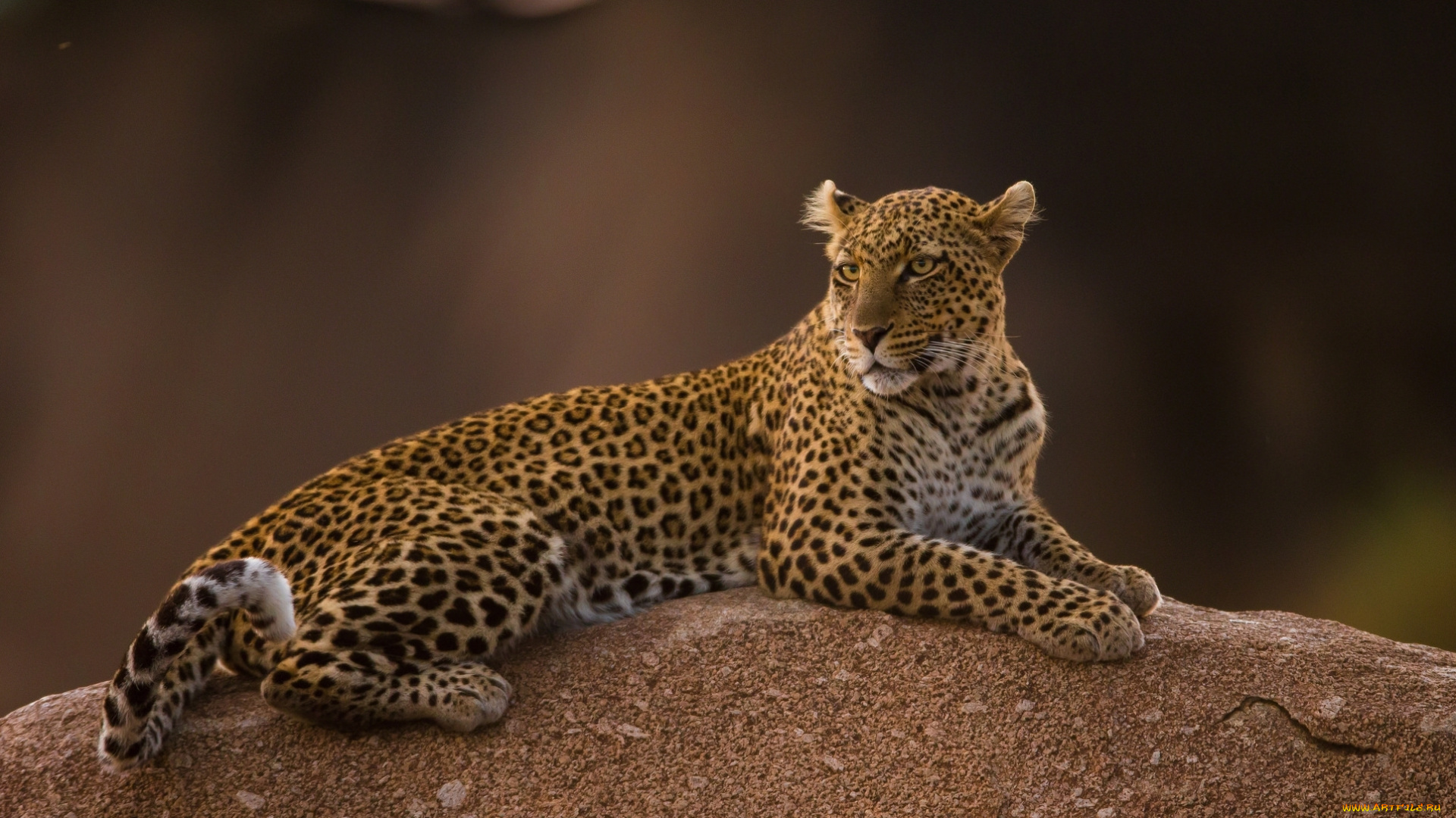 животные, леопарды, хищник, леопард, пятна