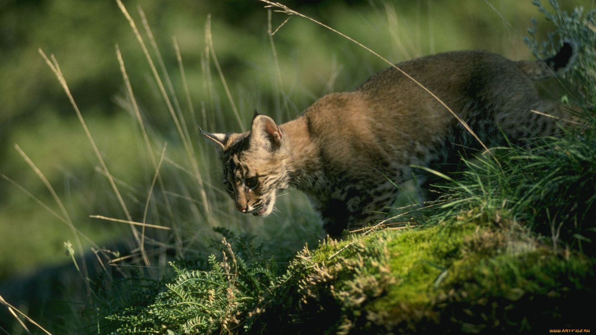 животные, рыси, мох, трава, рысенок, рысь