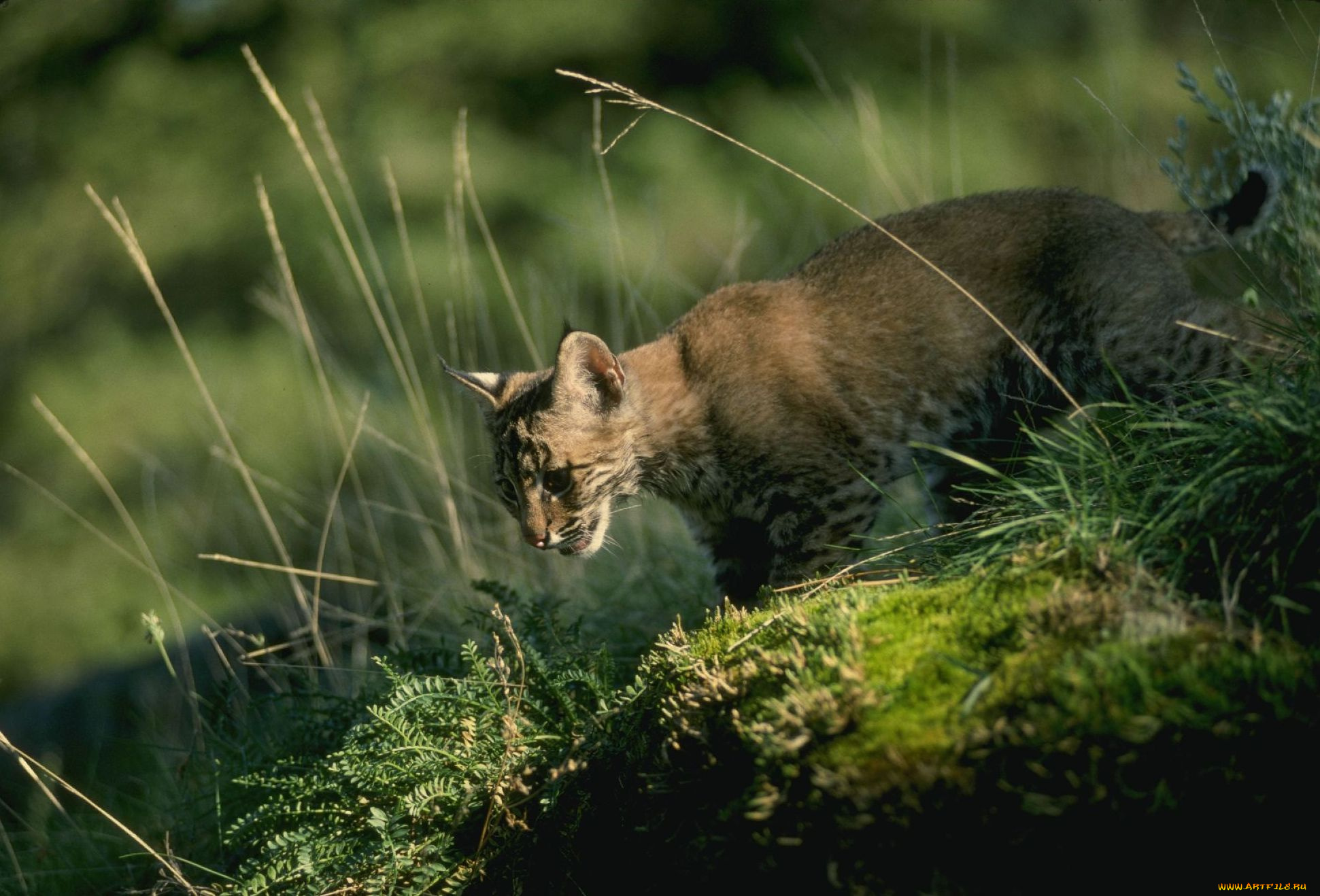 животные, рыси, мох, трава, рысенок, рысь