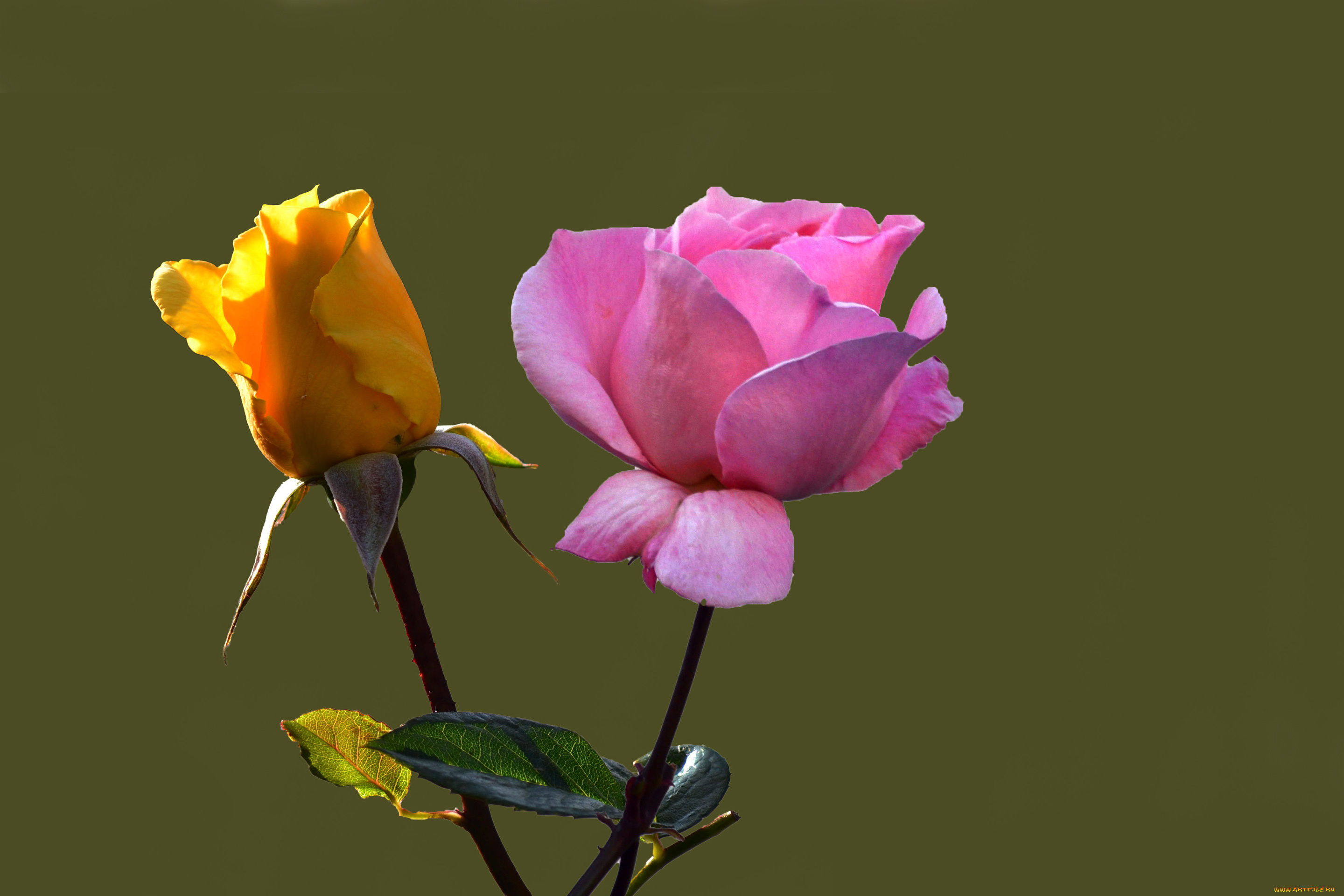 цветы, розы, цепочка, звезды, девушка, sheryl, nome, macross, frontier, цветок, кулон, ободок