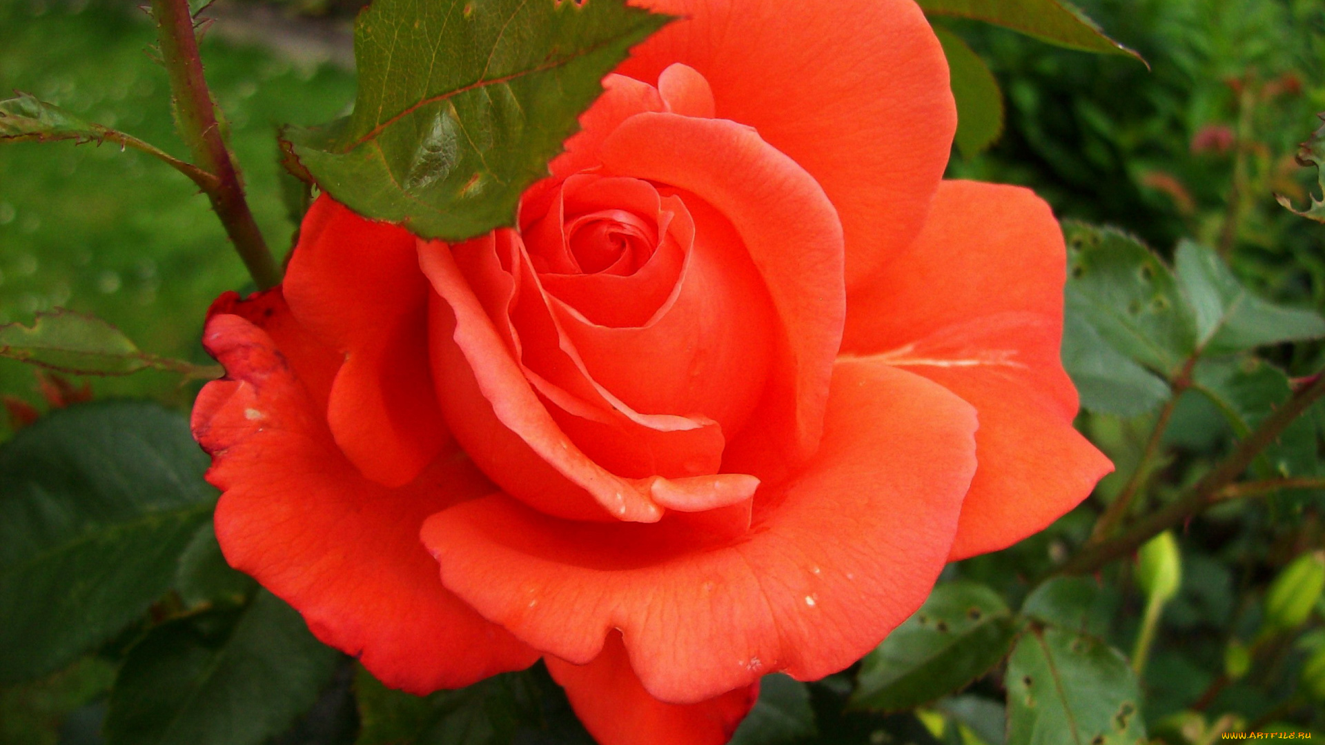 цветы, розы, алый, макро