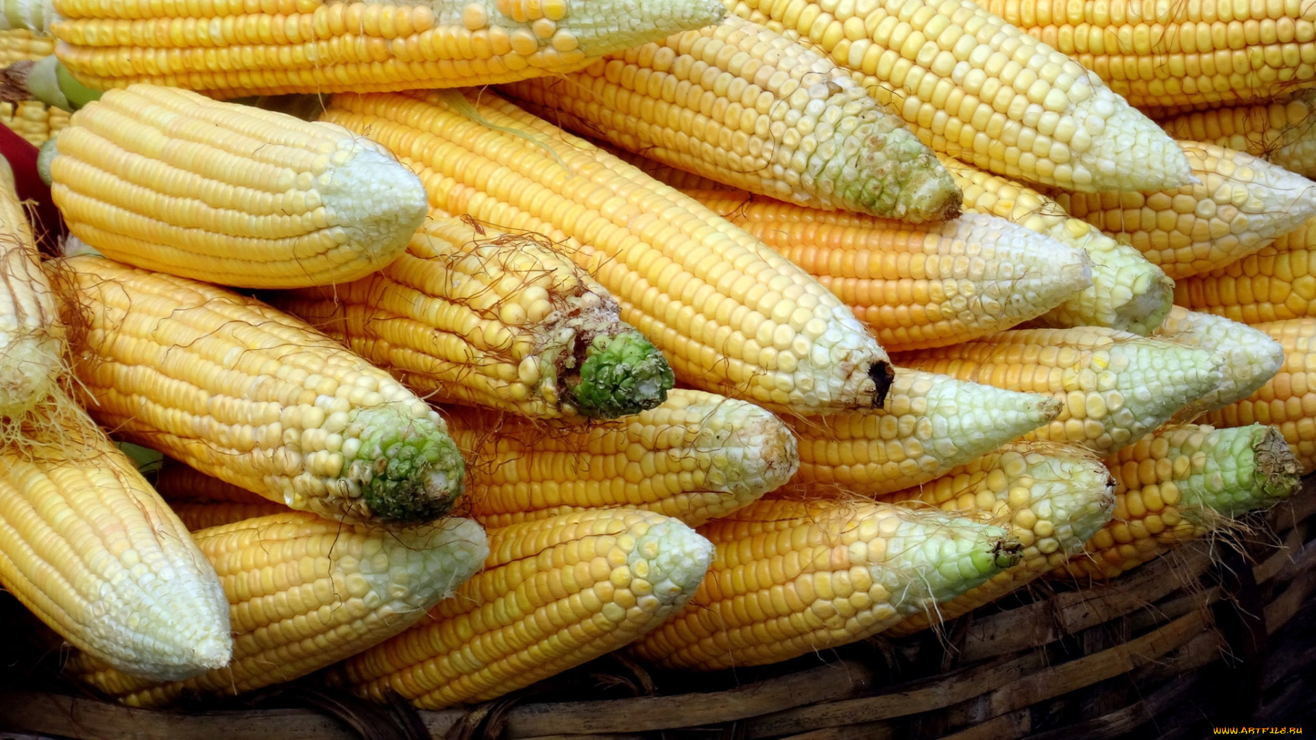 еда, кукуруза, початки