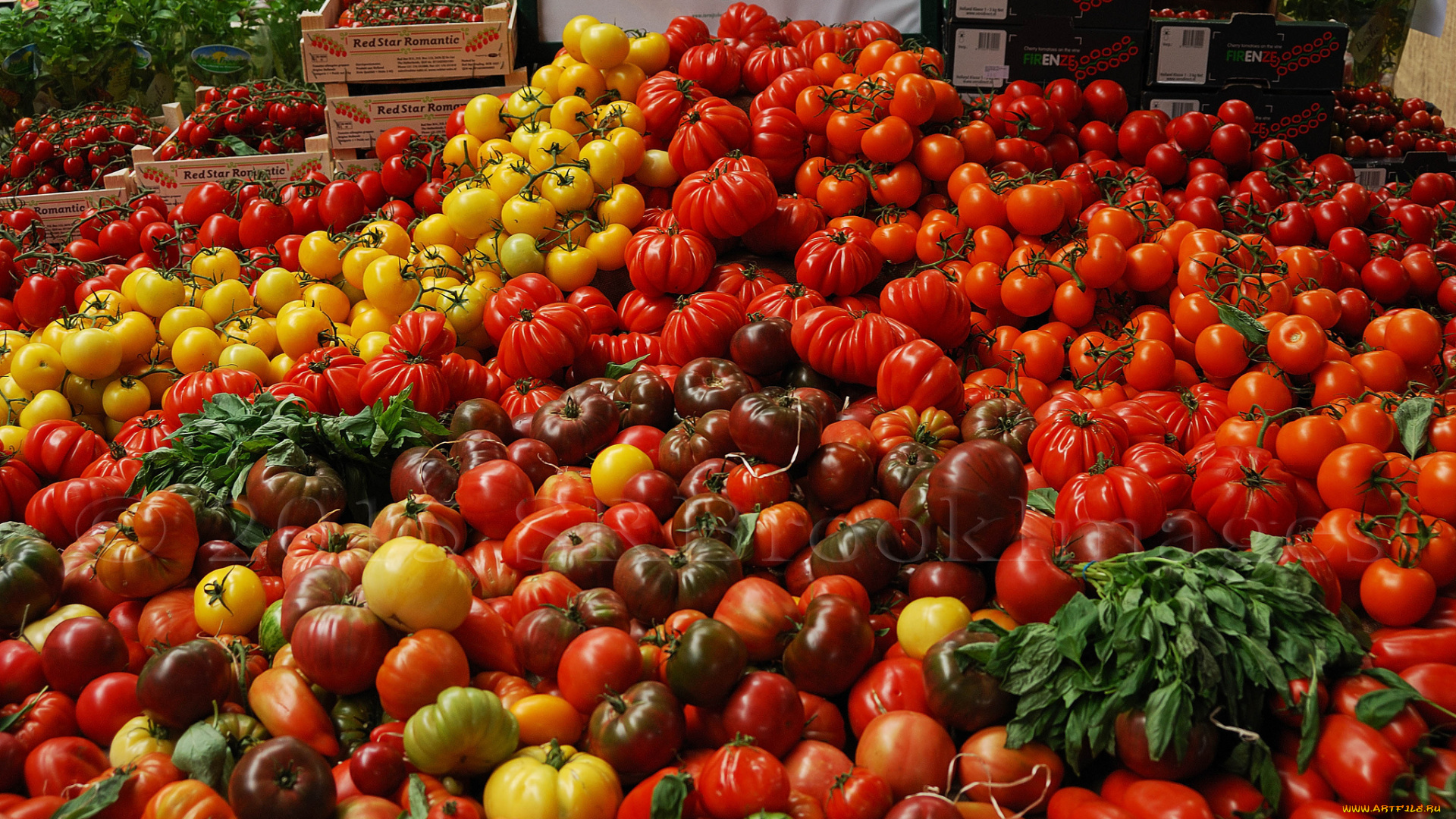 еда, помидоры, урожай