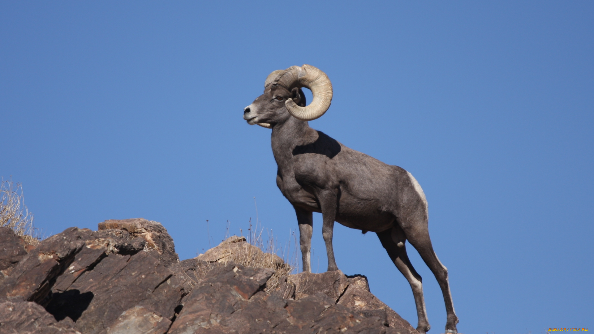 горный, баран, животные, козы, баран, горный