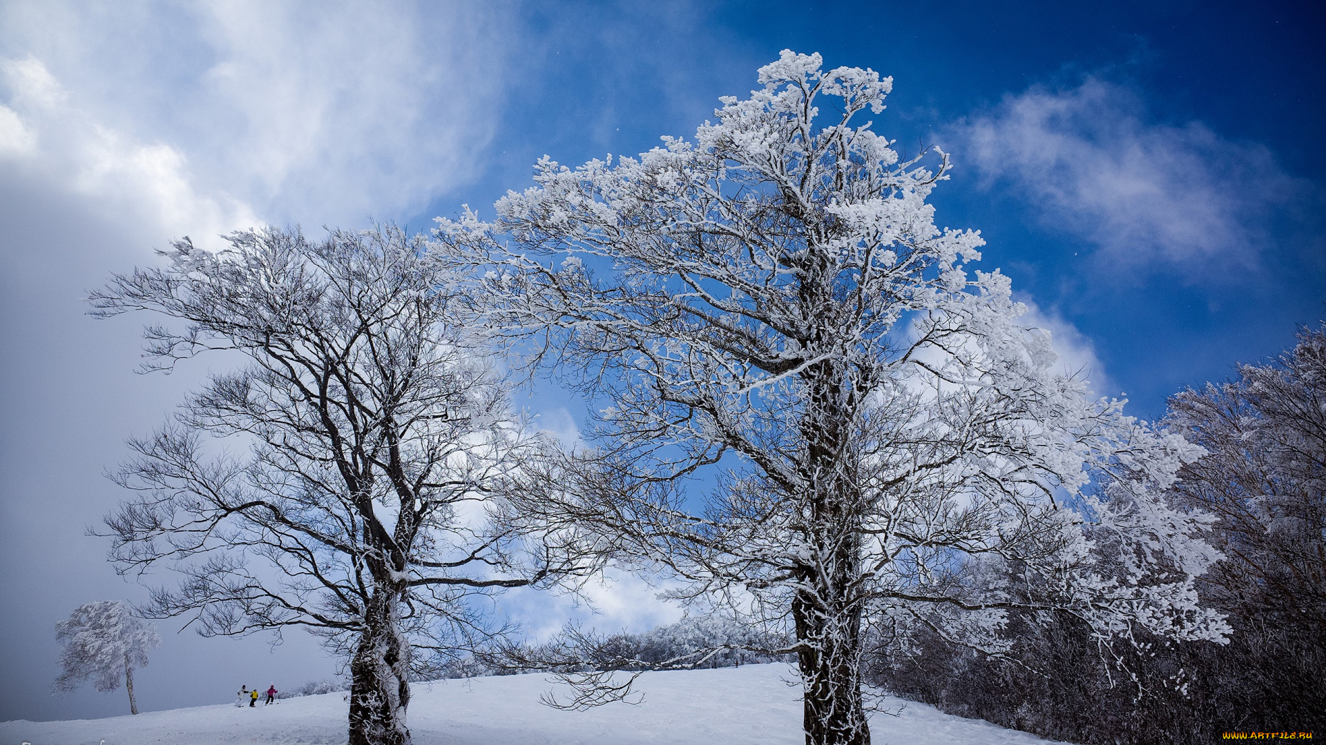 природа, деревья, снег
