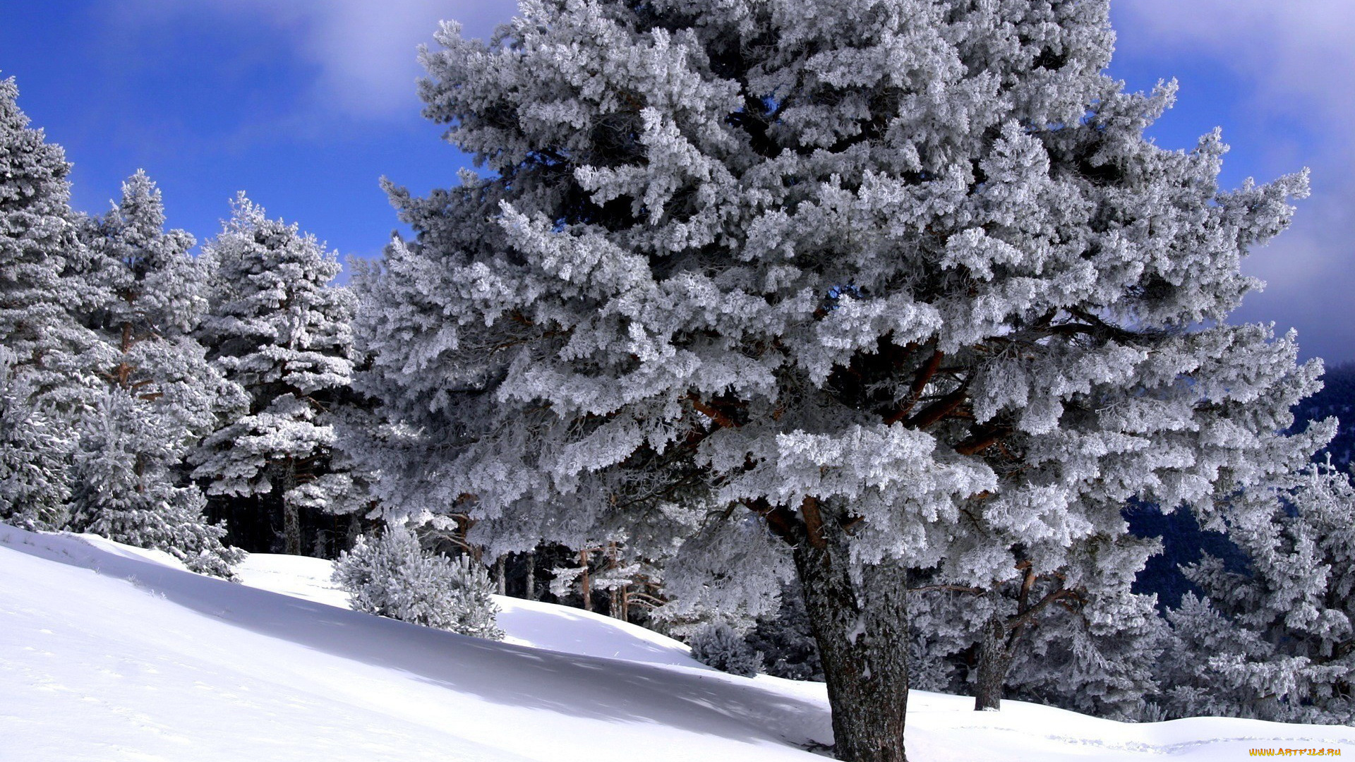 природа, деревья, снег