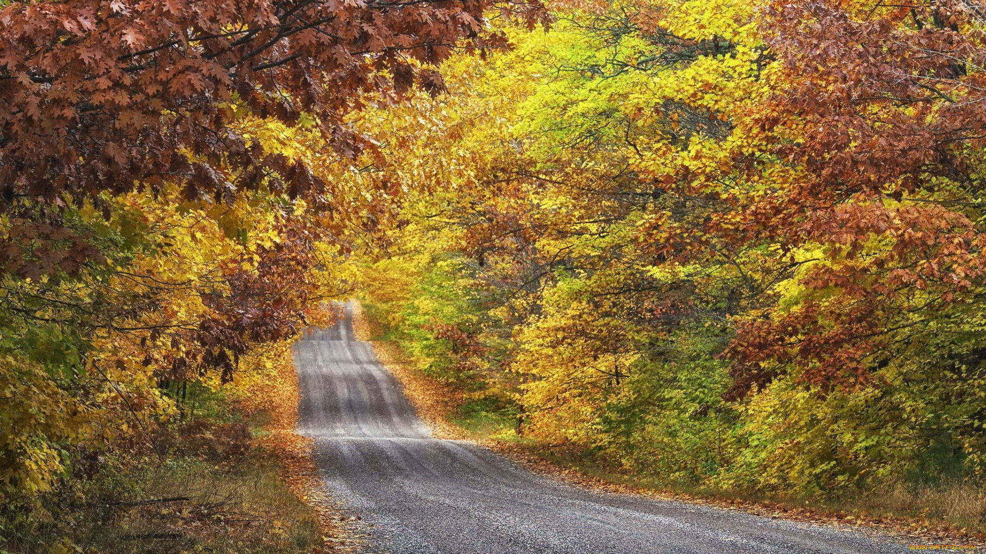 природа, дороги, дорога, осень, лес
