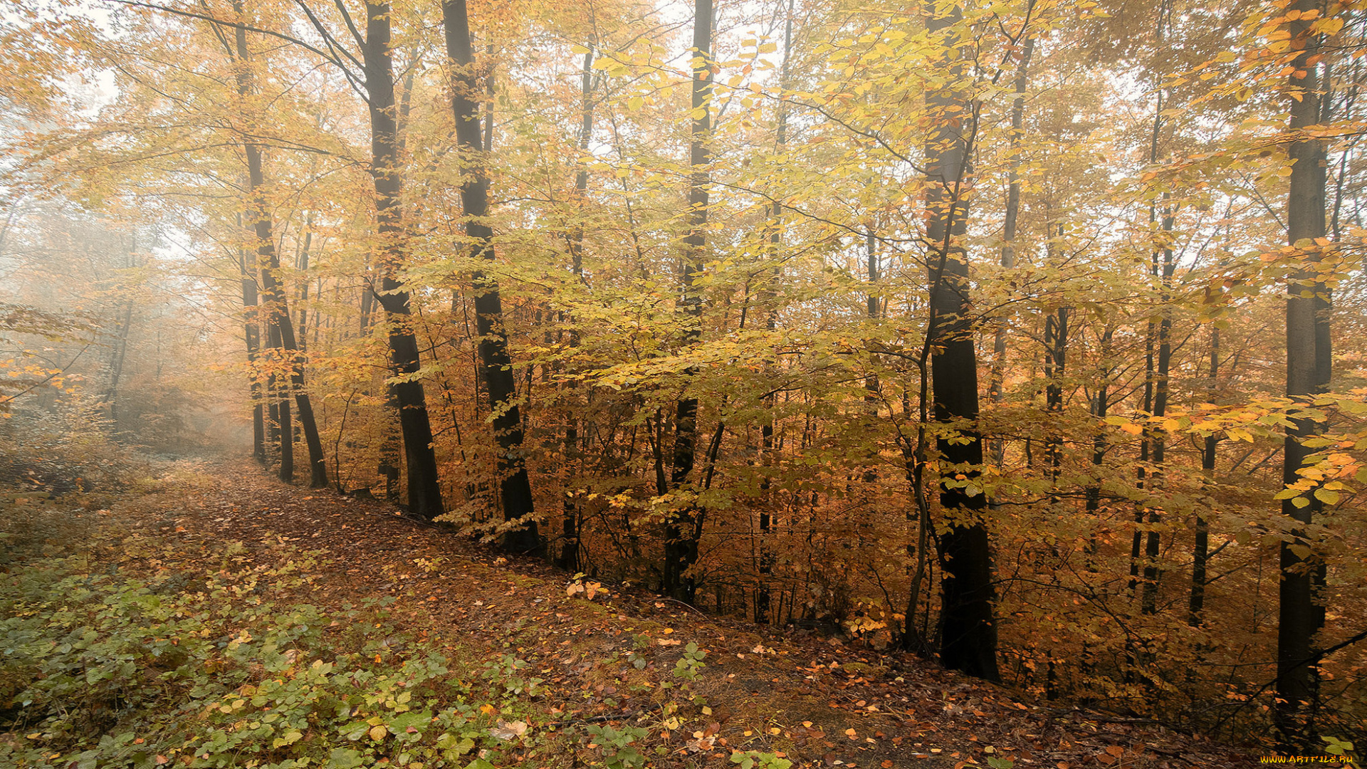природа, дороги, дорога, осень, лес
