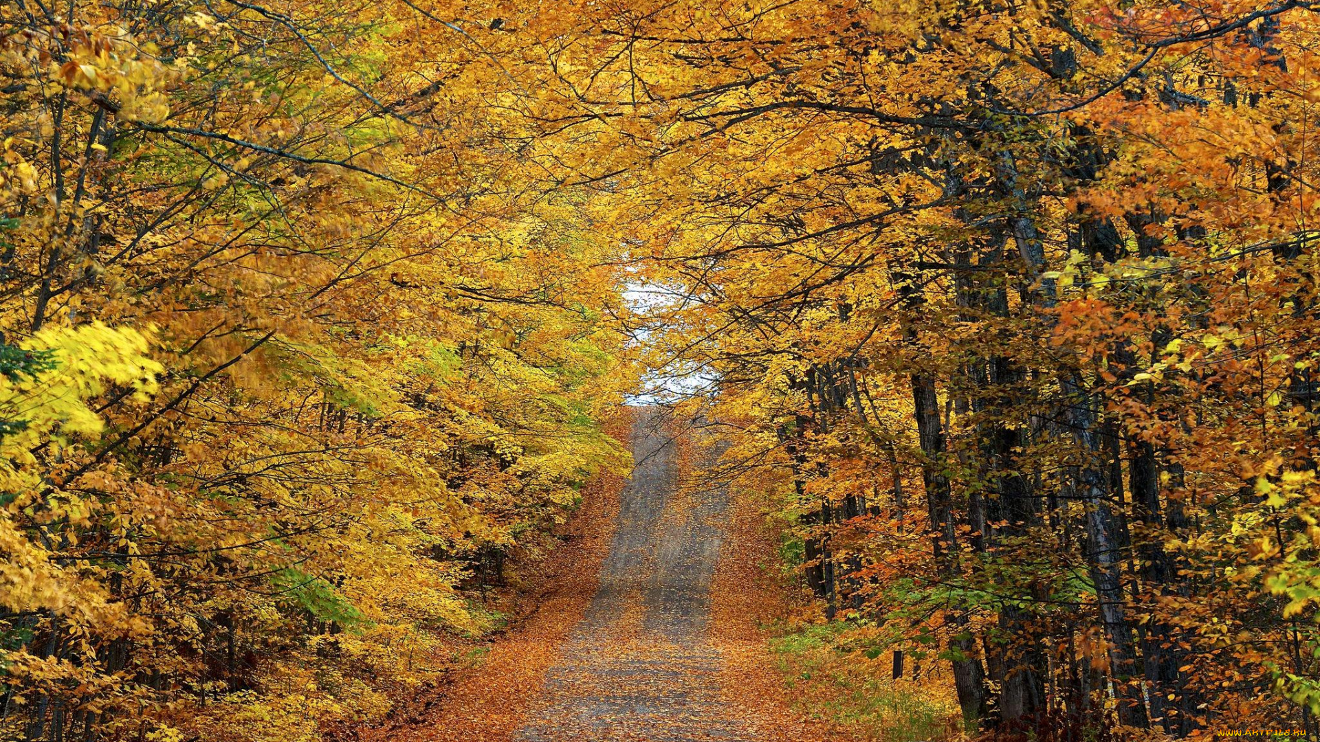 природа, дороги, дорога, осень, лес