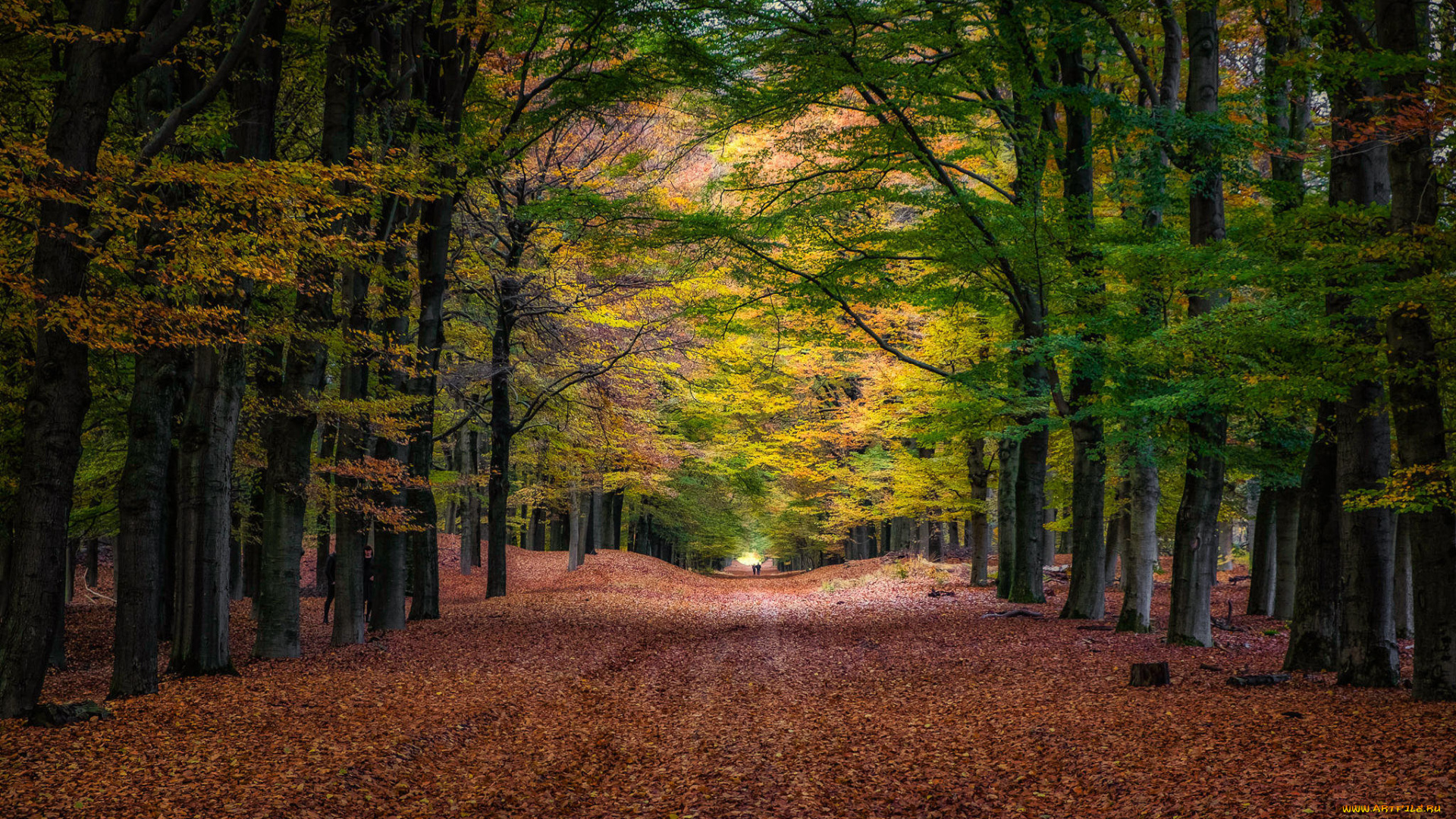 природа, дороги, дорога, осень, лес