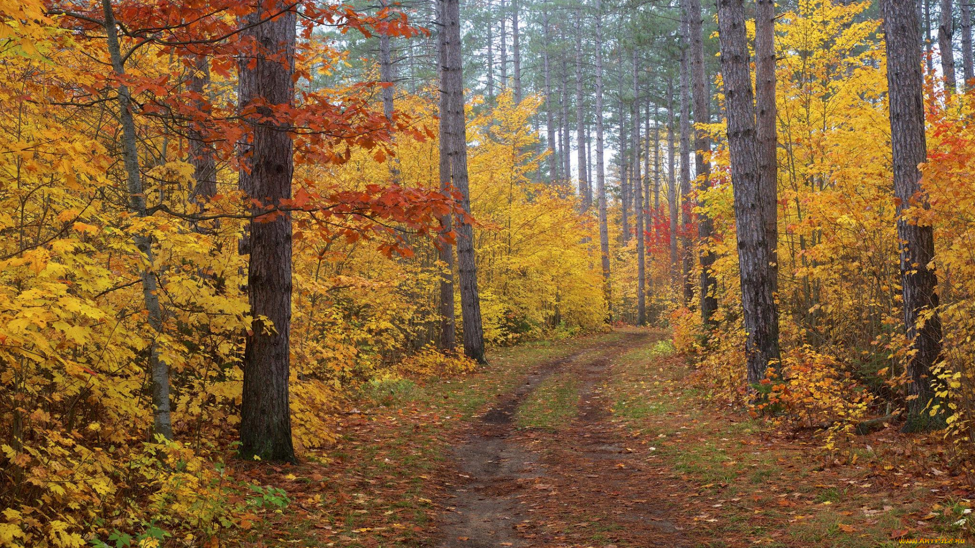 природа, дороги, дорога, осень, лес