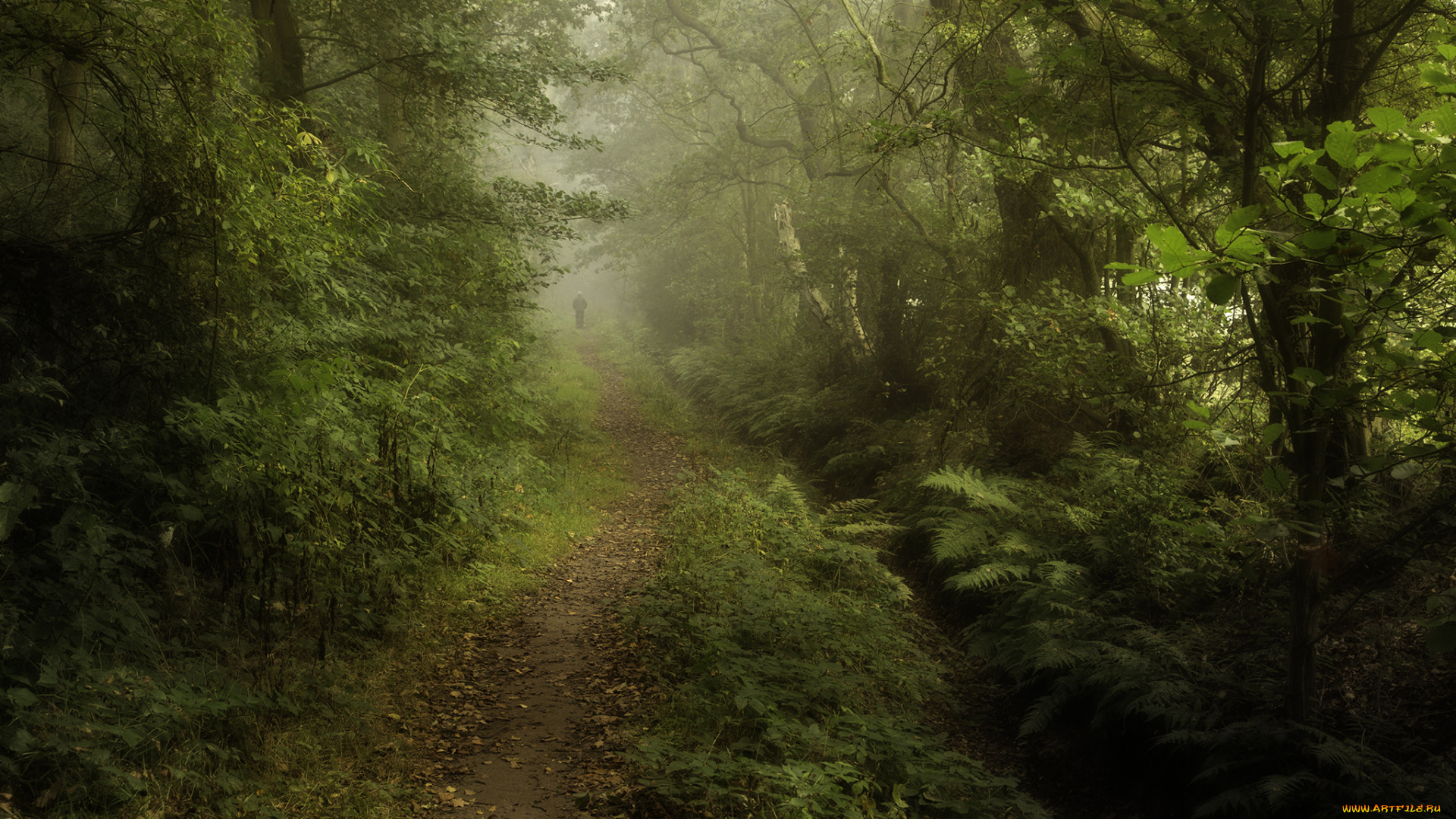 природа, дороги, лес, дорога