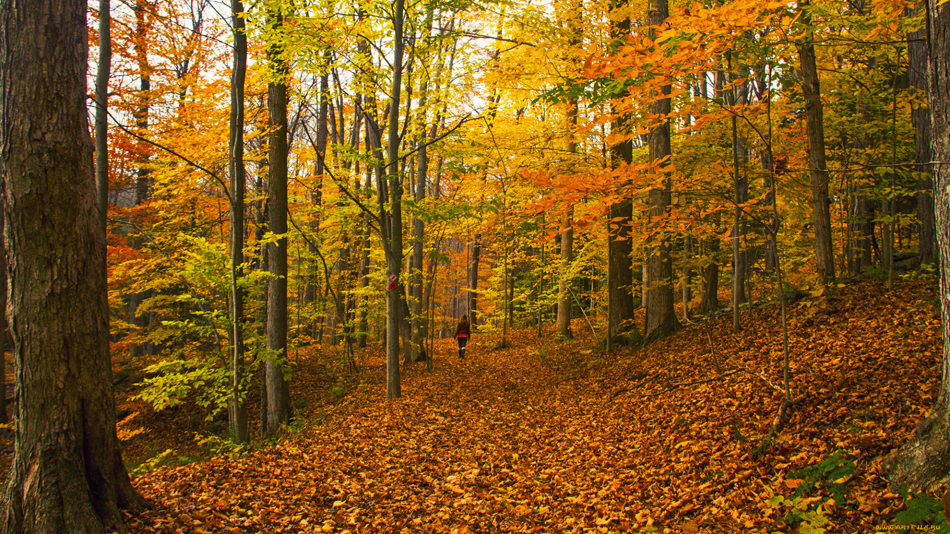 природа, дороги, лес, дорога, осень