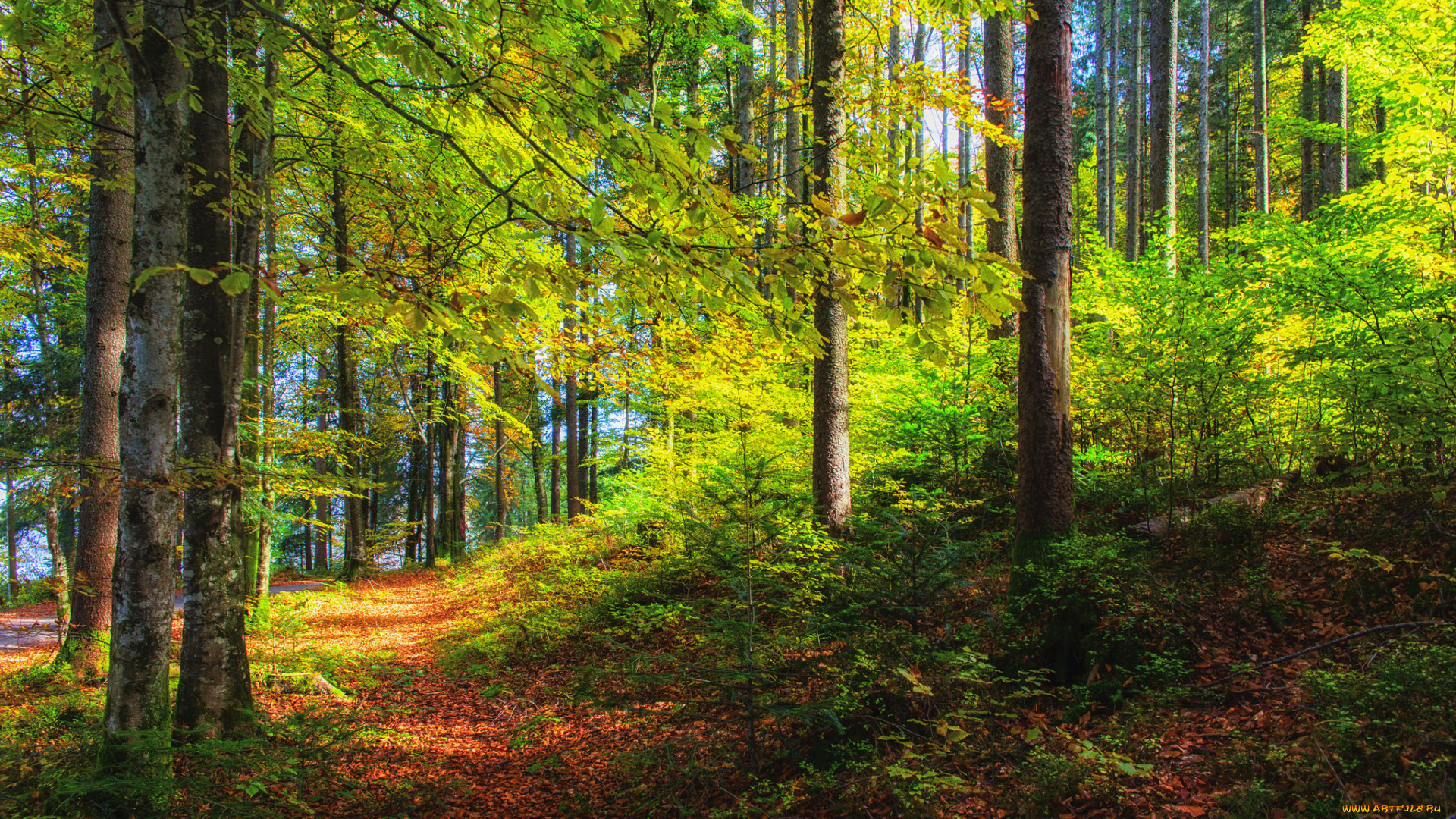 природа, дороги, осень, дорога, лес