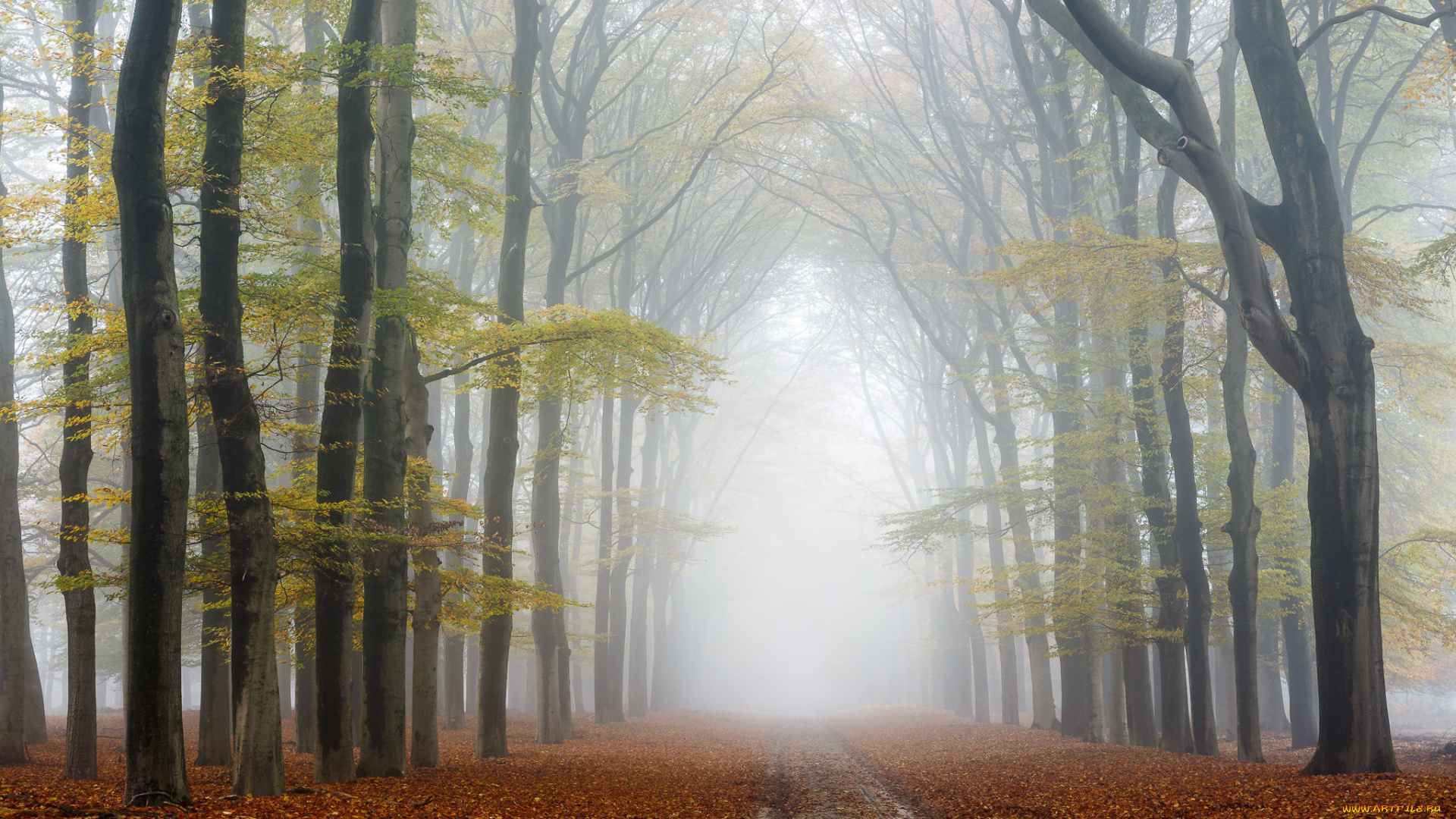 природа, другое, дорога, осень, лес