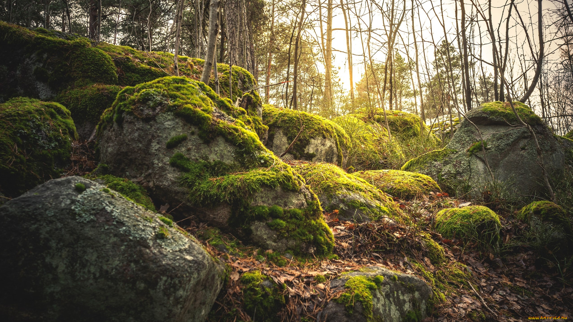 природа, другое, мох, камни, лес