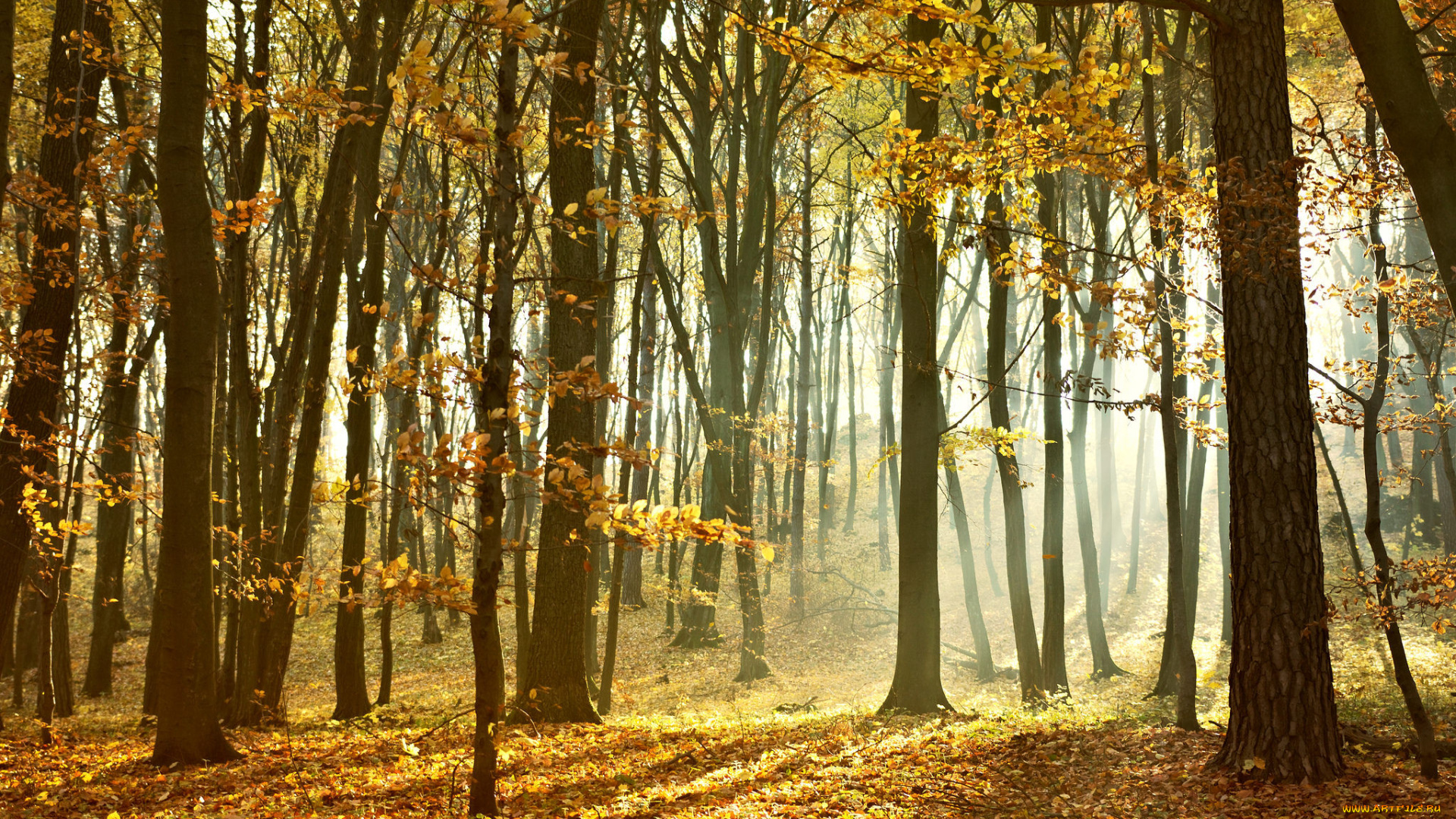 природа, лес, деревья