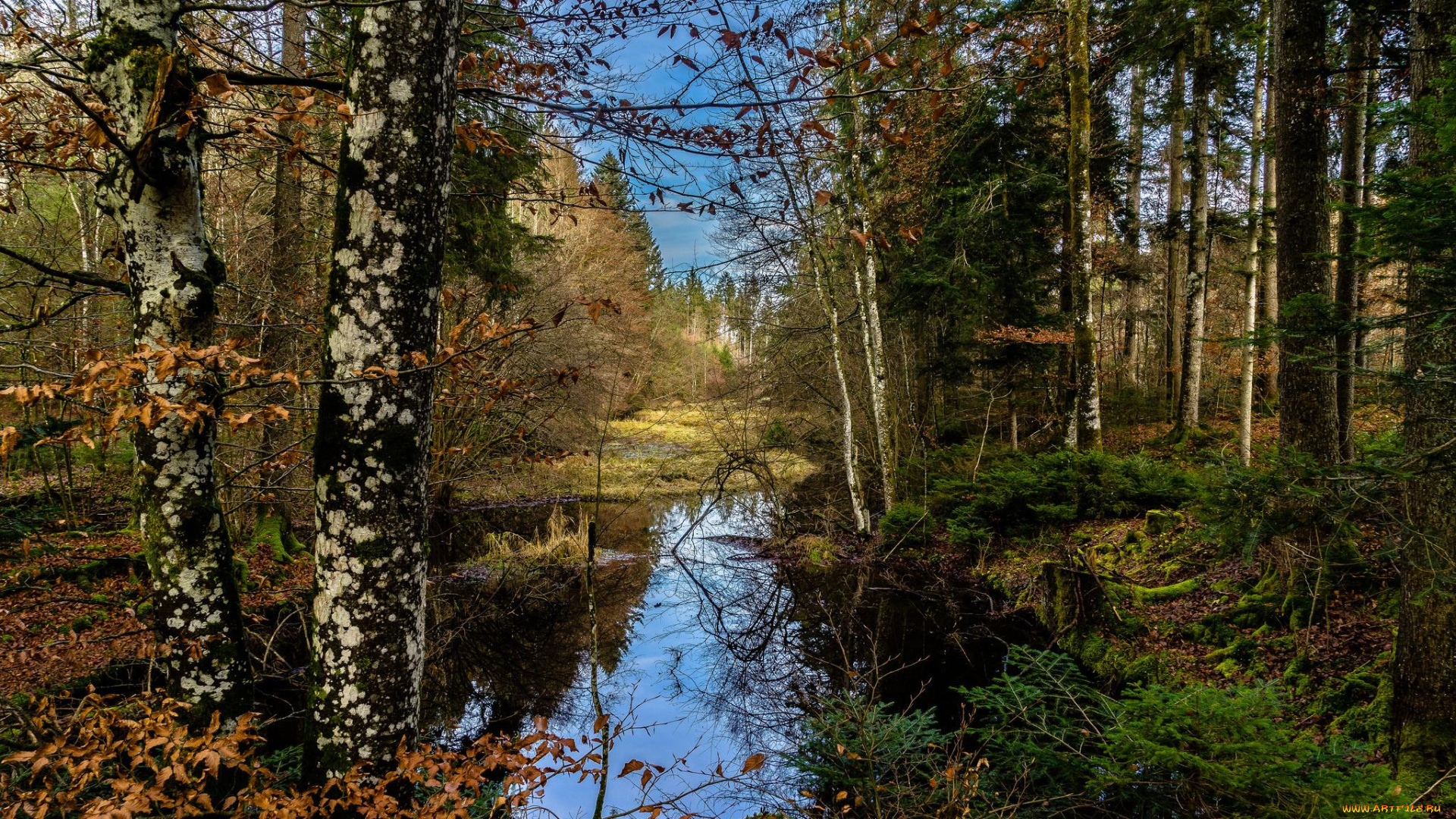 природа, лес, деревья