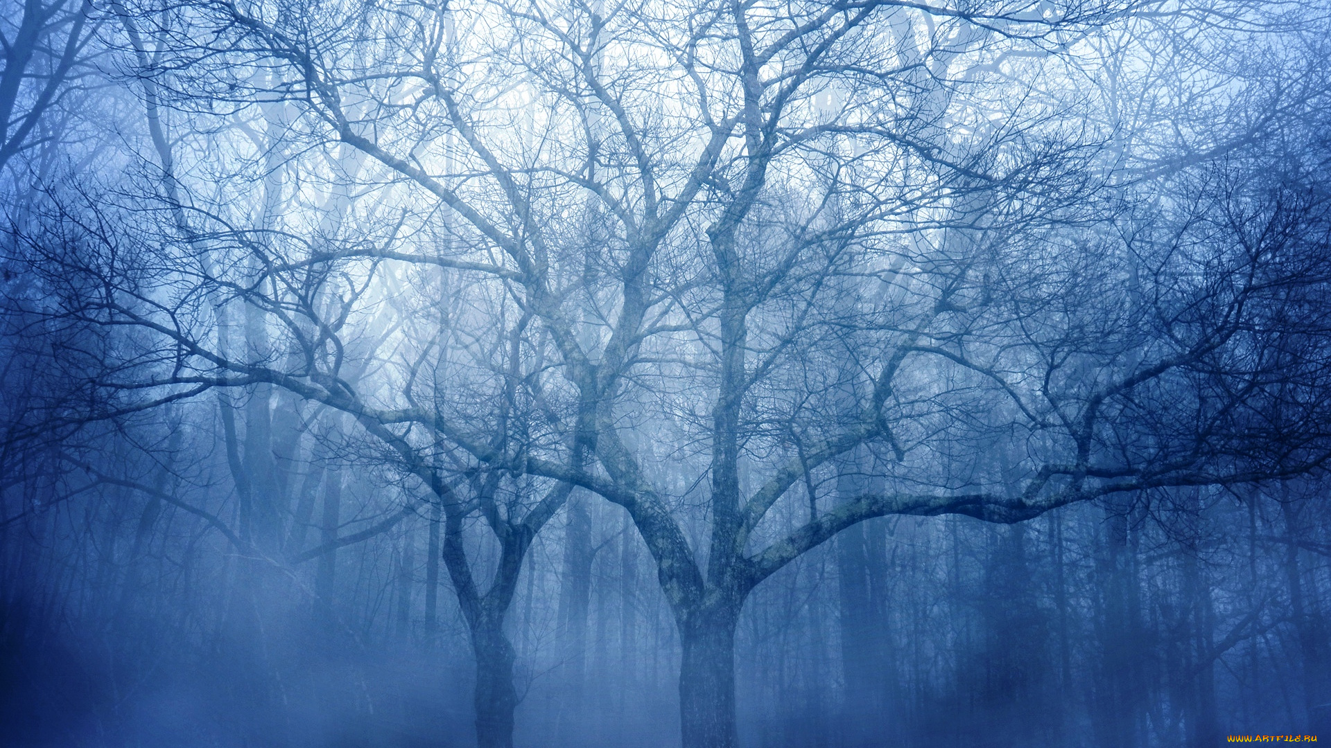 природа, лес, туман, деревья