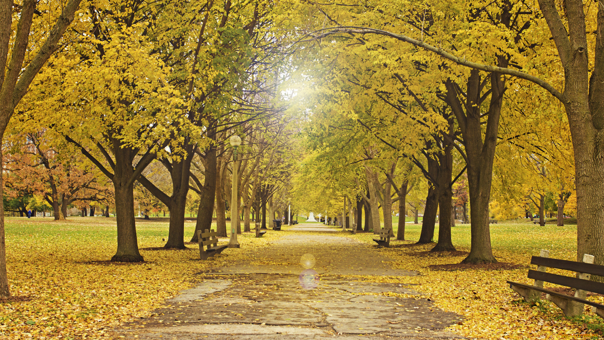 природа, парк, осень, скамейка