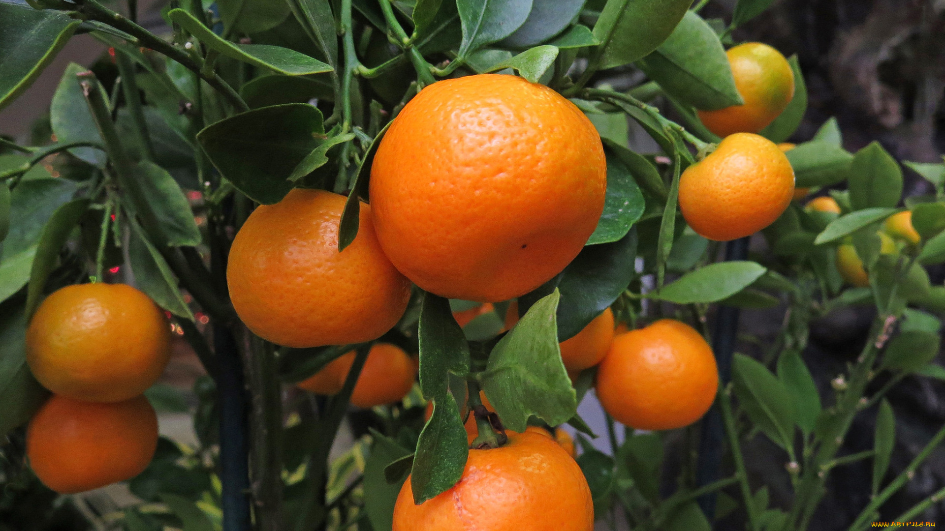 природа, плоды, ветка, мандарины