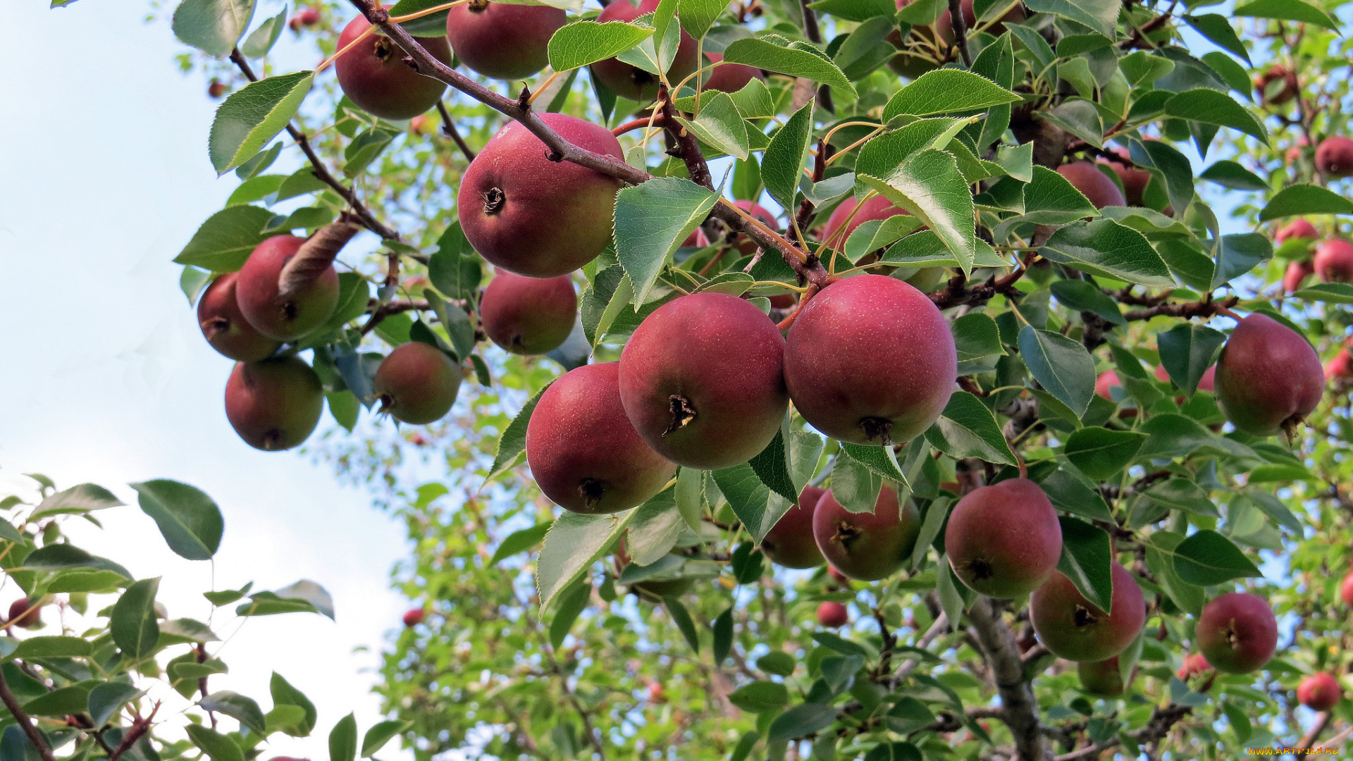 природа, плоды, яблоки, ветка