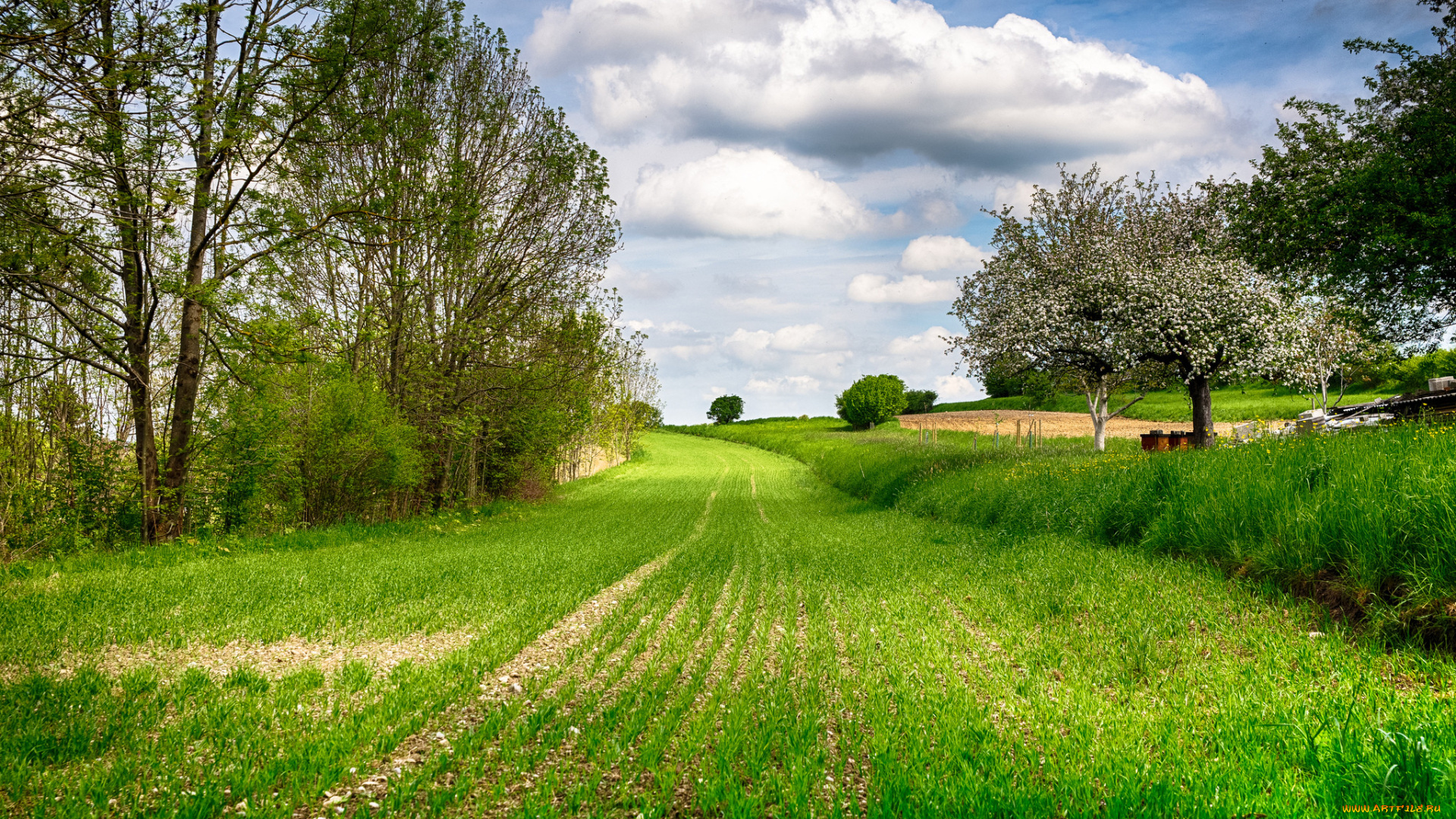 природа, поля, лус