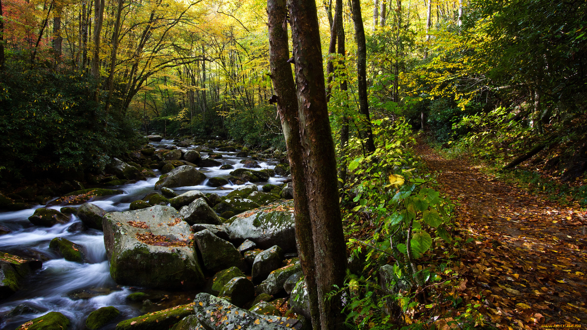 природа, реки, озера, деревья, река