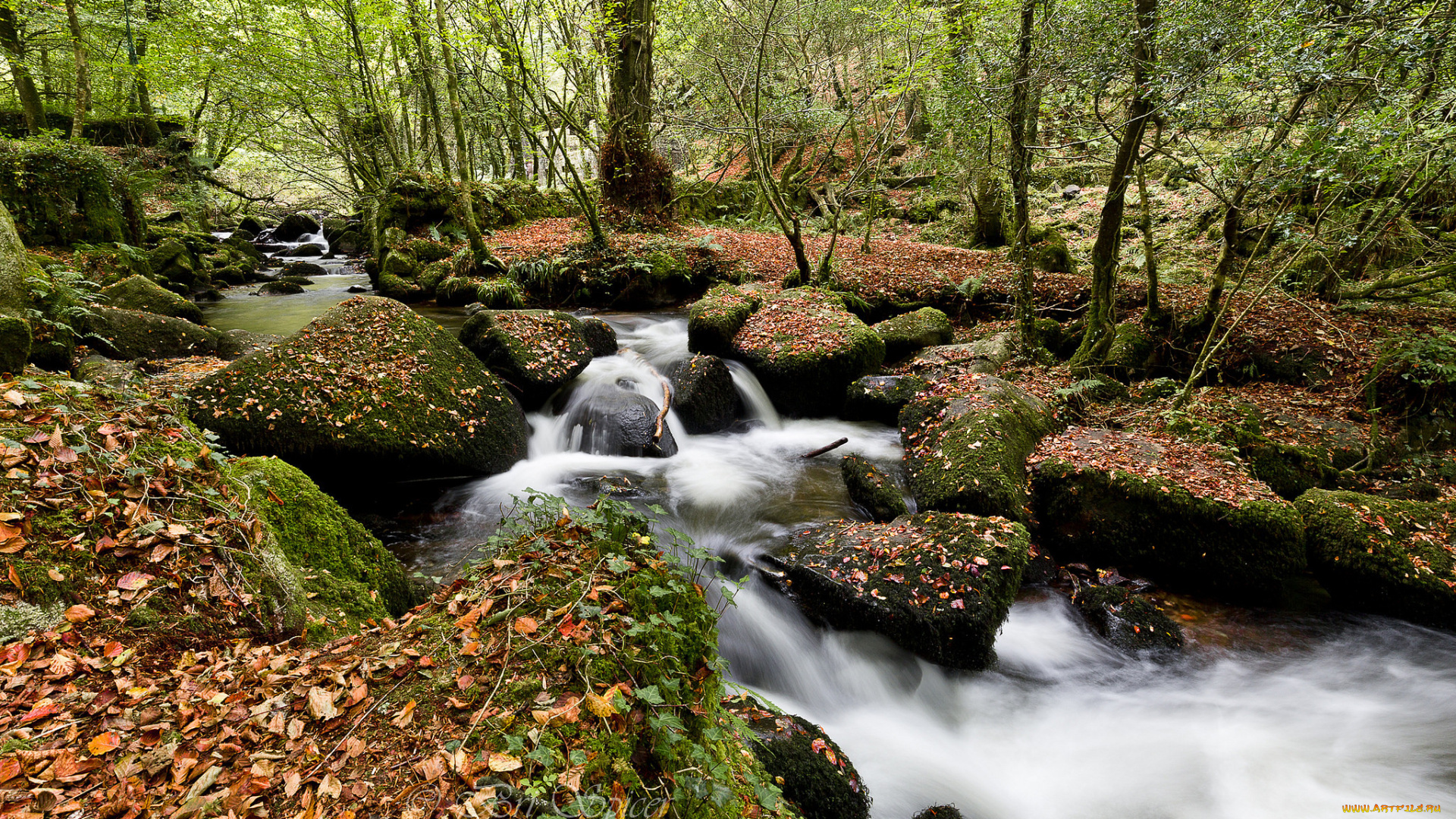 природа, реки, озера, деревья, река