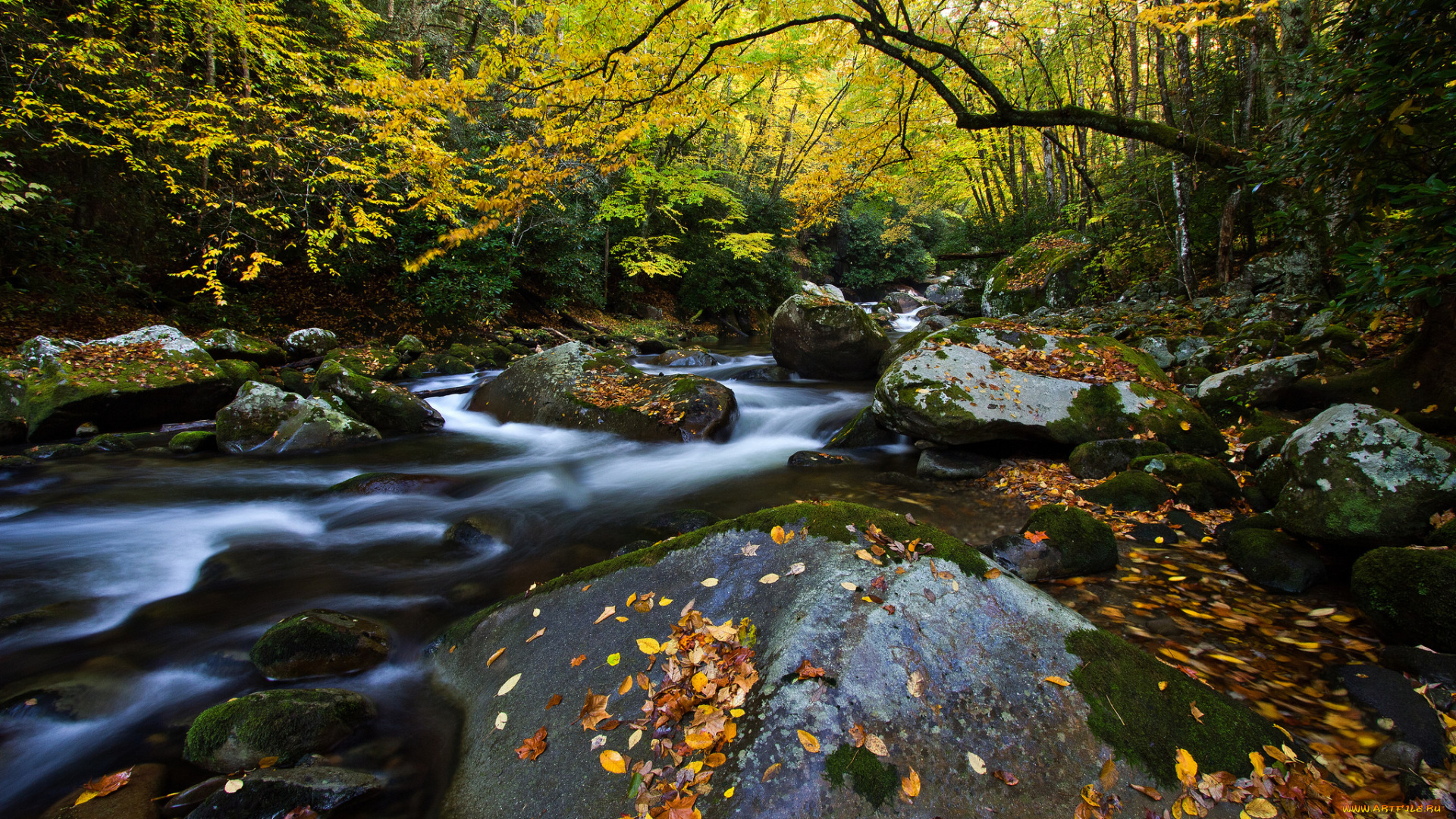 природа, реки, озера, поток, камни, лес