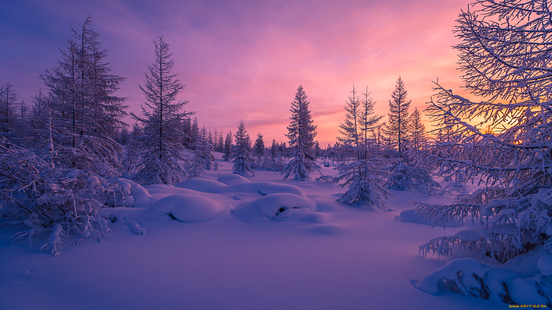 природа, зима, деревья, снег