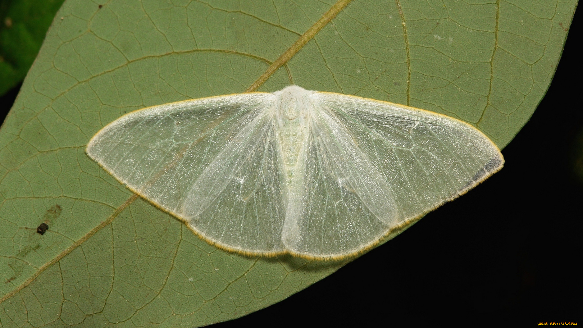 животные, бабочки, , мотыльки, , моли, моль, бабочка