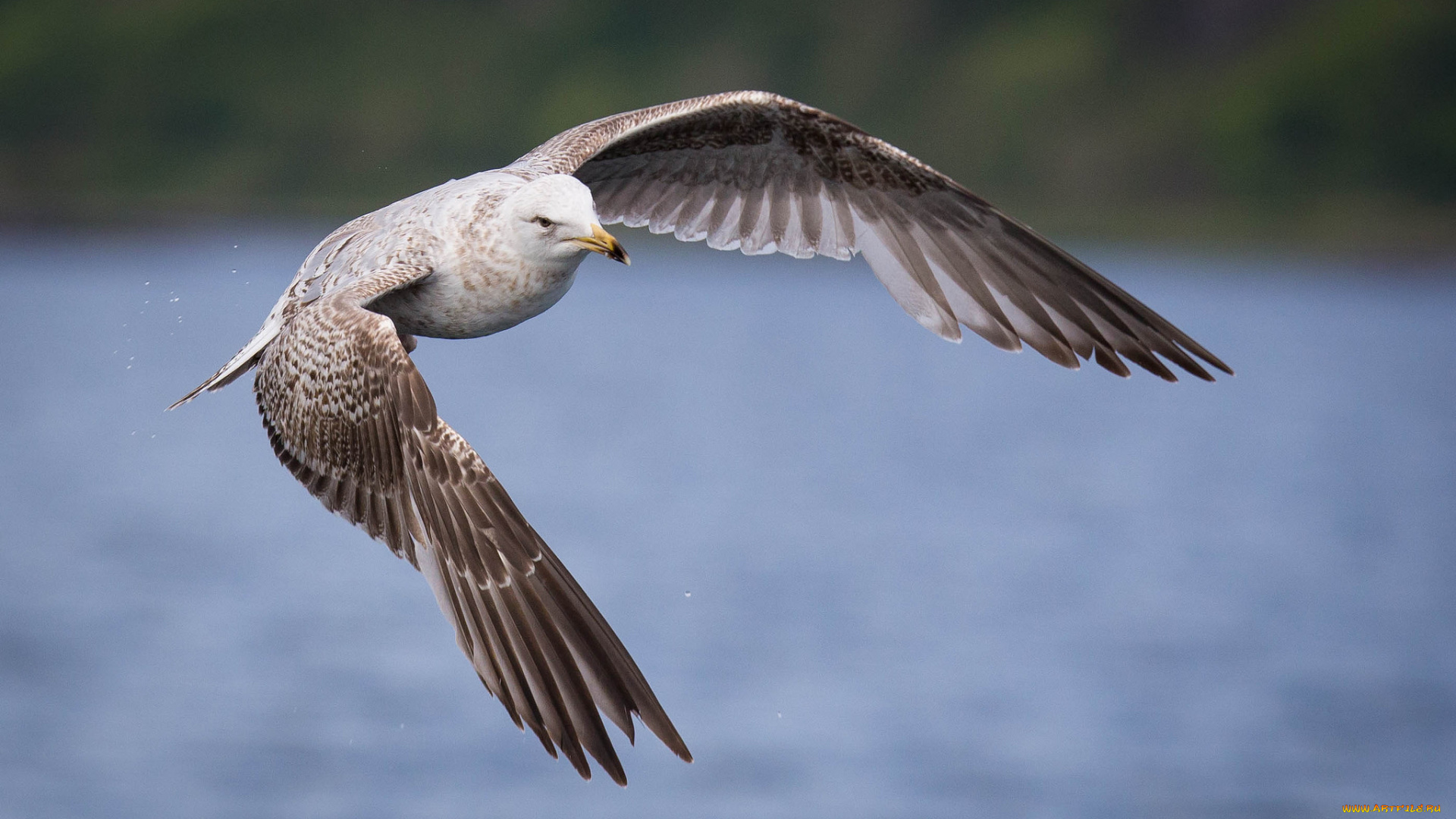 животные, Чайки, , бакланы, , крачки, птичка