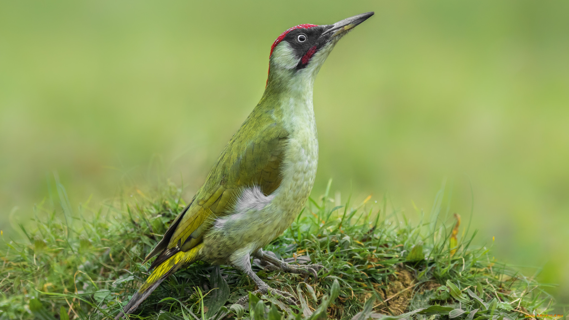 животные, дятлы, птичка