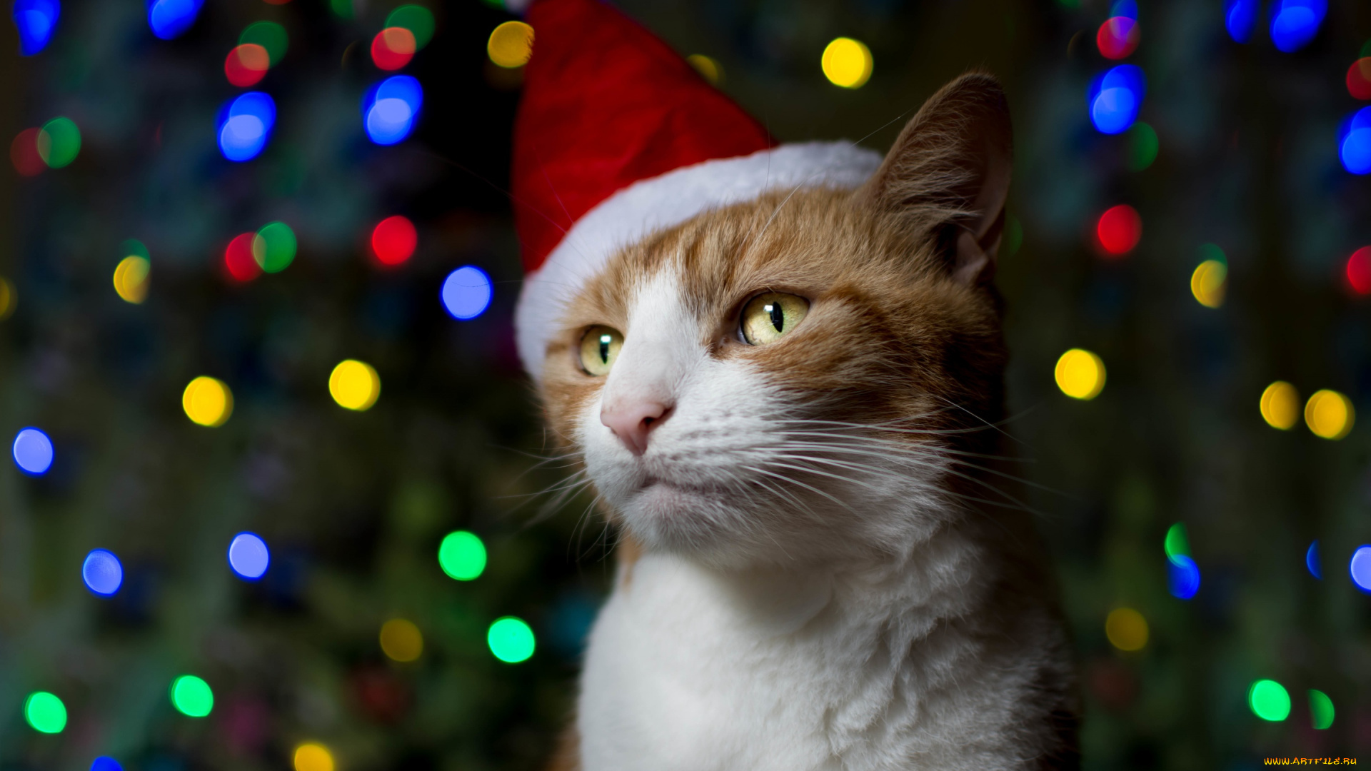 животные, коты, колпак, праздник, кот, рыжий