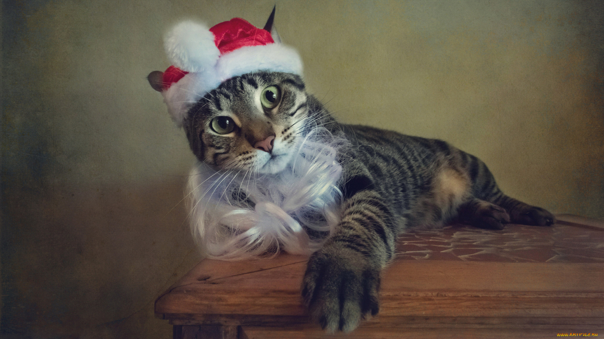 животные, коты, кошка, стиль, борода, праздник, ретро