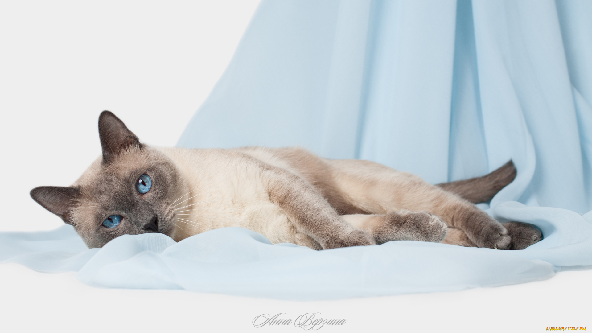 животные, коты, серый, фон, глаза, тайская, кошка, тайский, кот, голубые