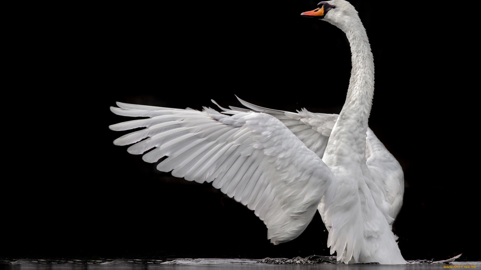 животные, лебеди, птичка