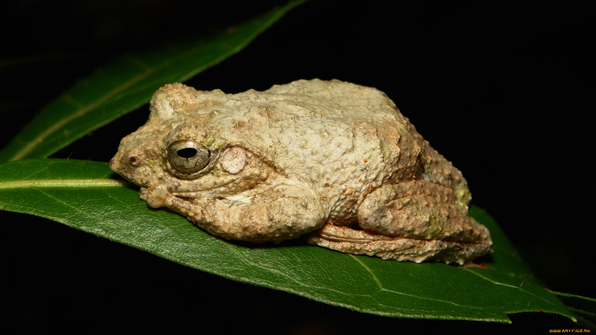 животные, лягушки, лягушка