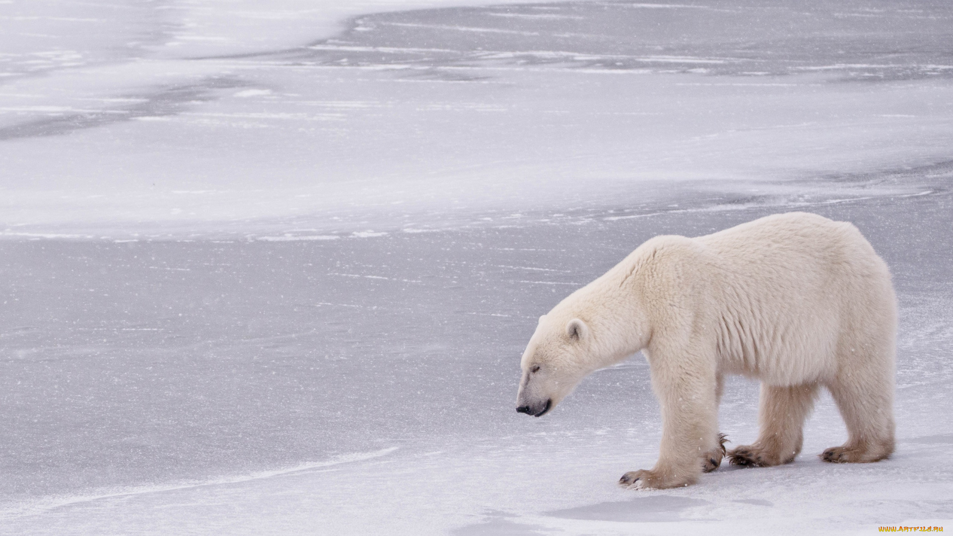 животные, медведи, медведь, снег